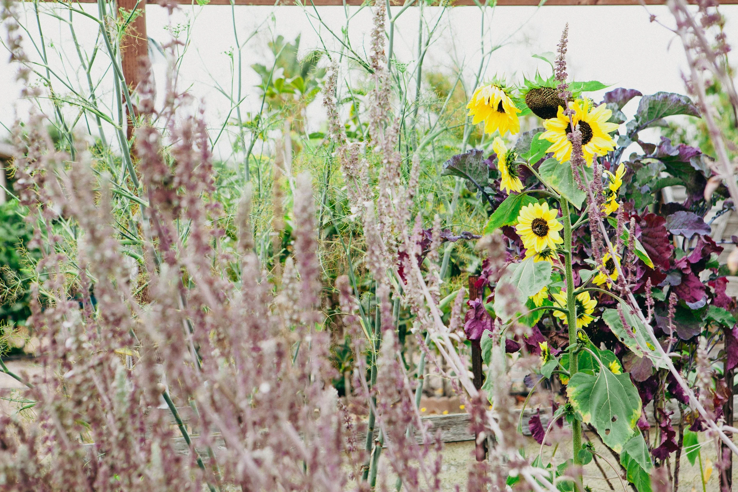 HarmonysGardenSchool_250728_032.jpg