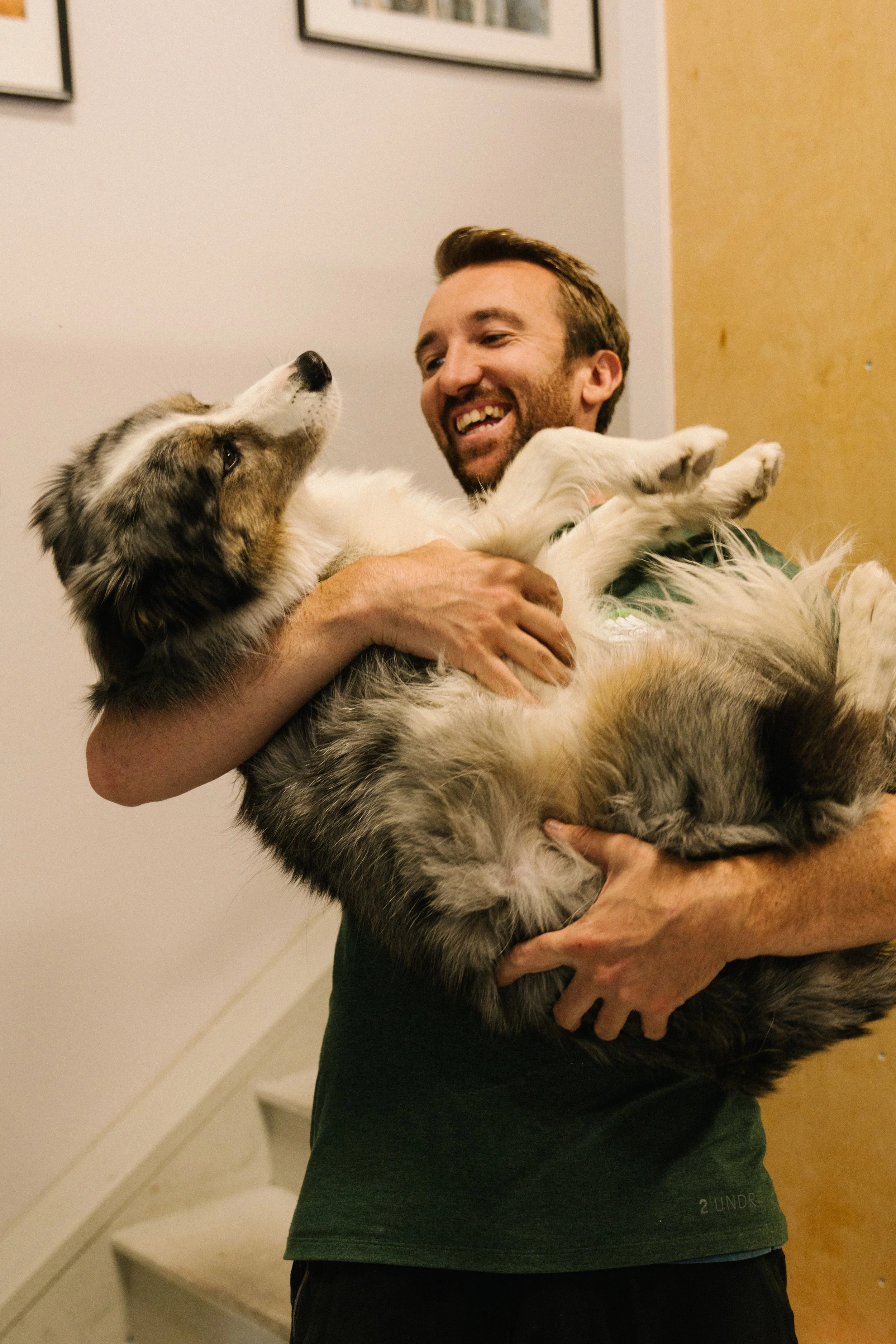 A man is holding a large, fluffy Siberian Husky dog in his arms, smiling and looking at the dog inside a room with framed pictures on the wall.