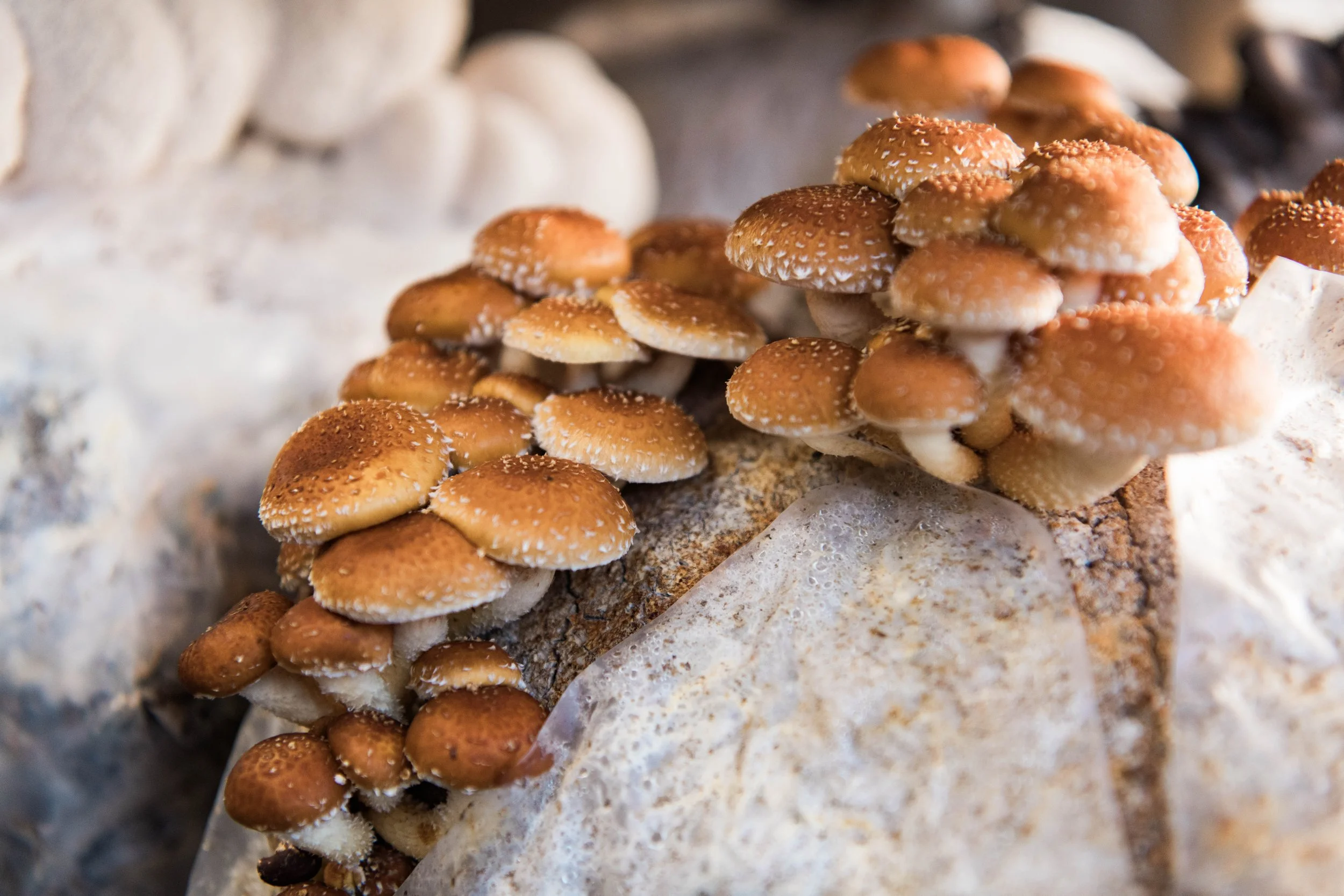 The Next Generation of Farming: Free Rein Creative Launches the New Ferg's Fabulous Fungi Website