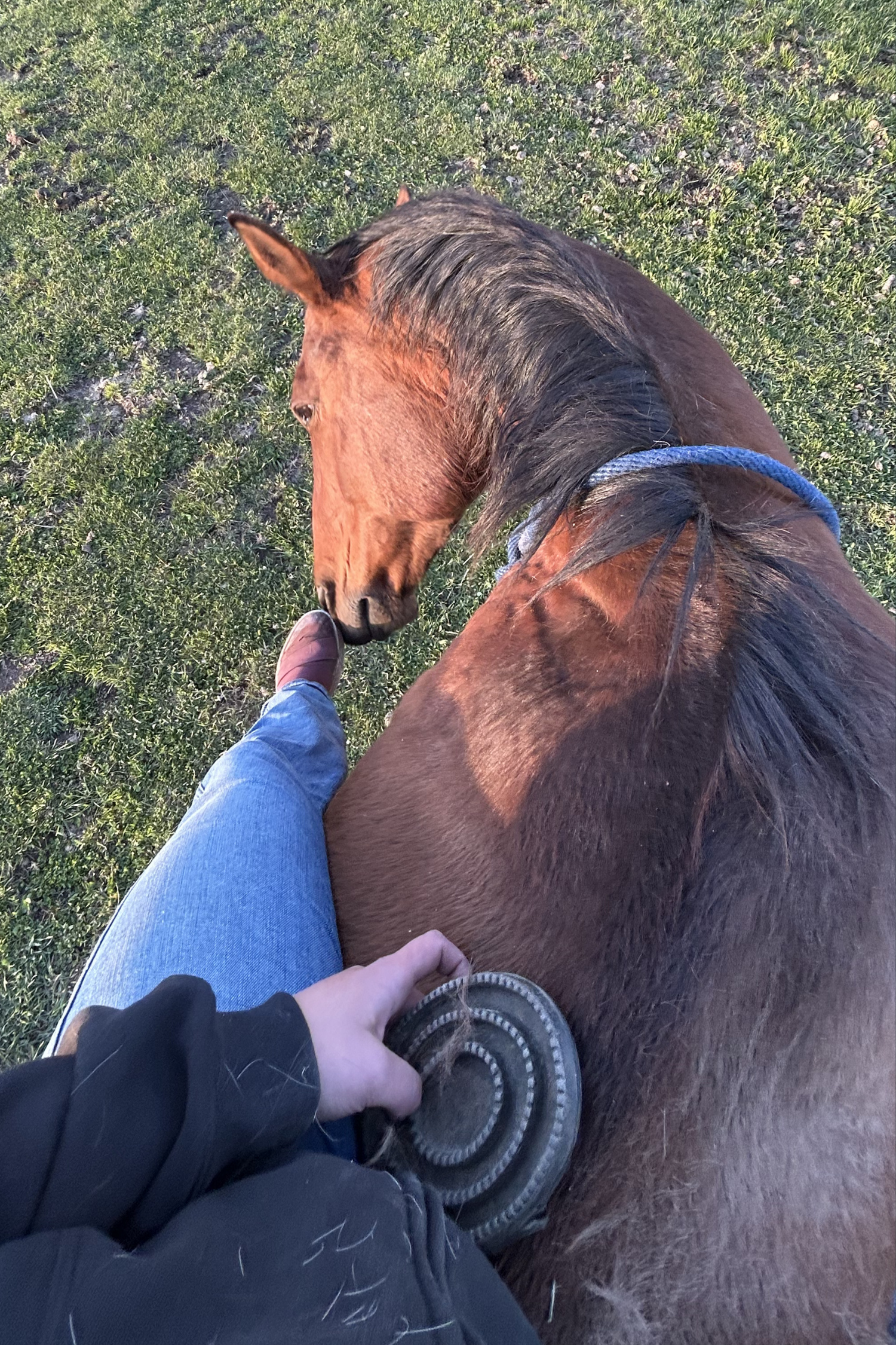Horse with cowgirls rider getting brushed