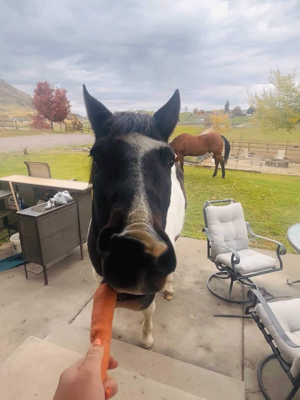 A horse gets fed a carrot