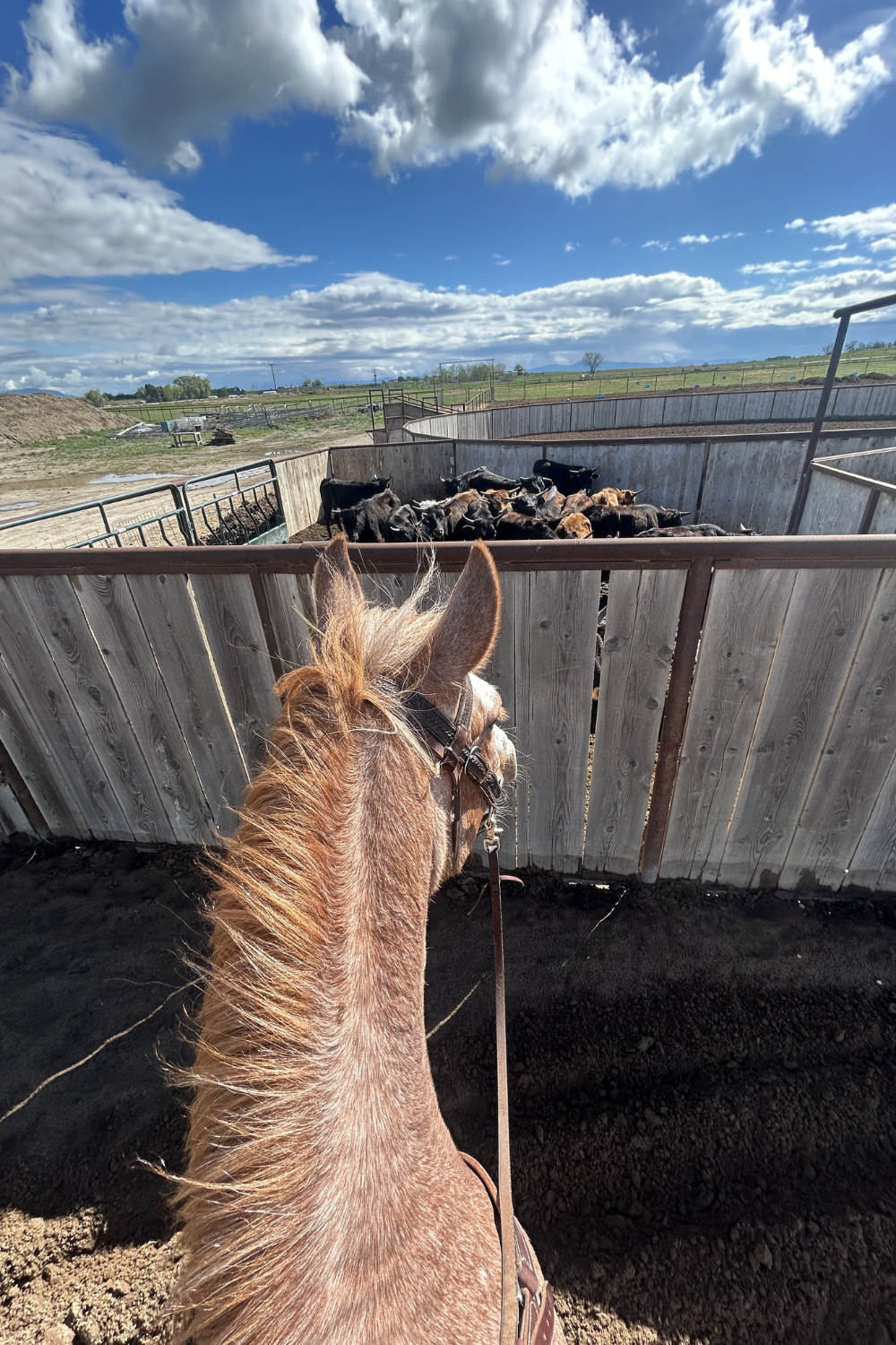 Mustang horse looking out at cattle