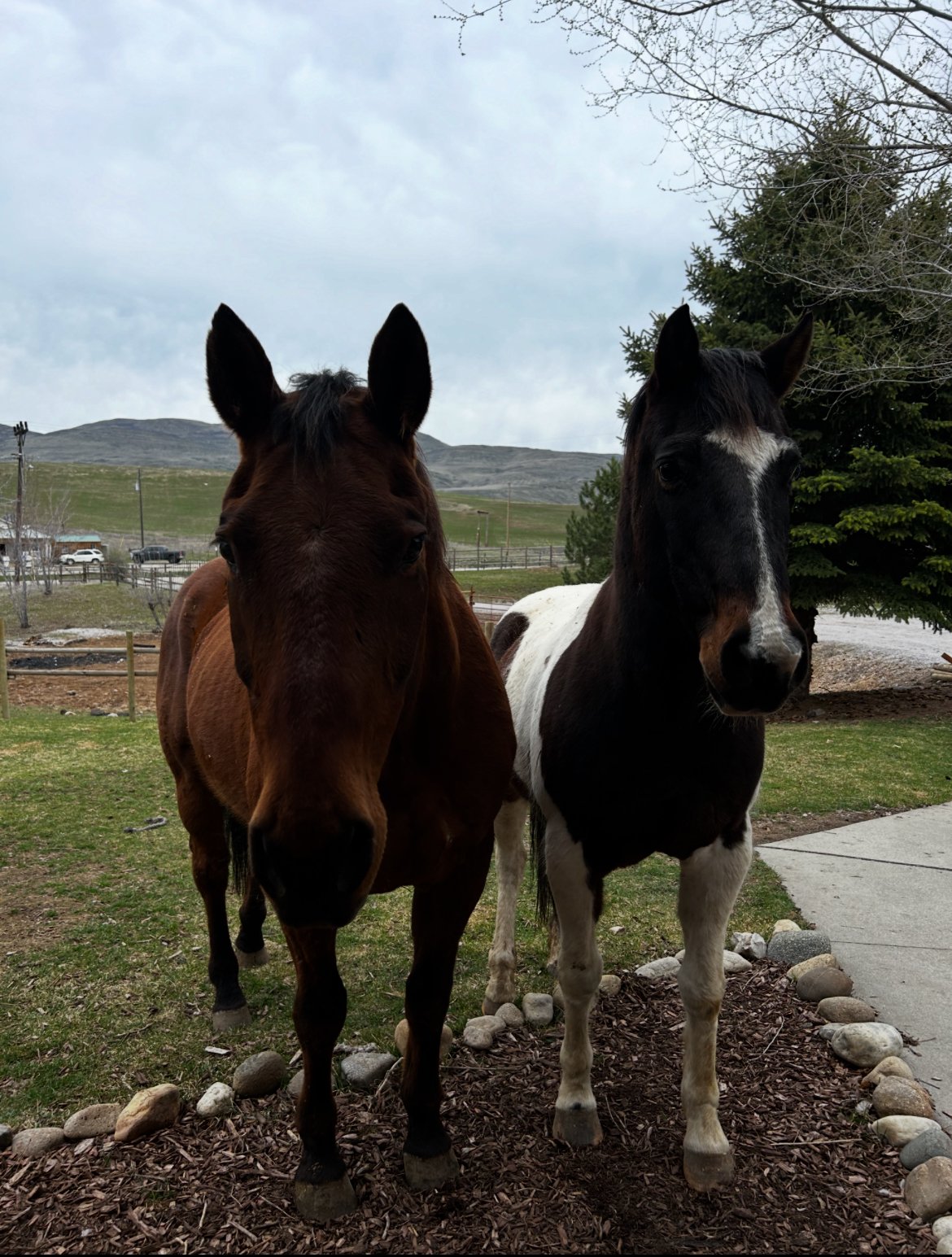 Two horses standing together