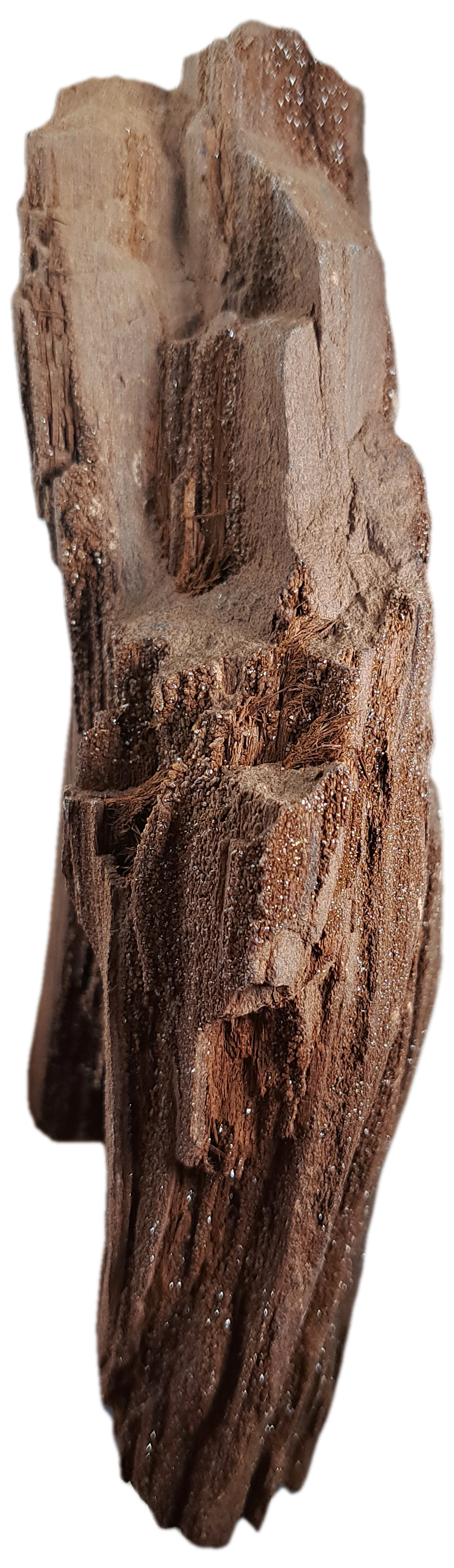 Side view1 permineralized wood.png