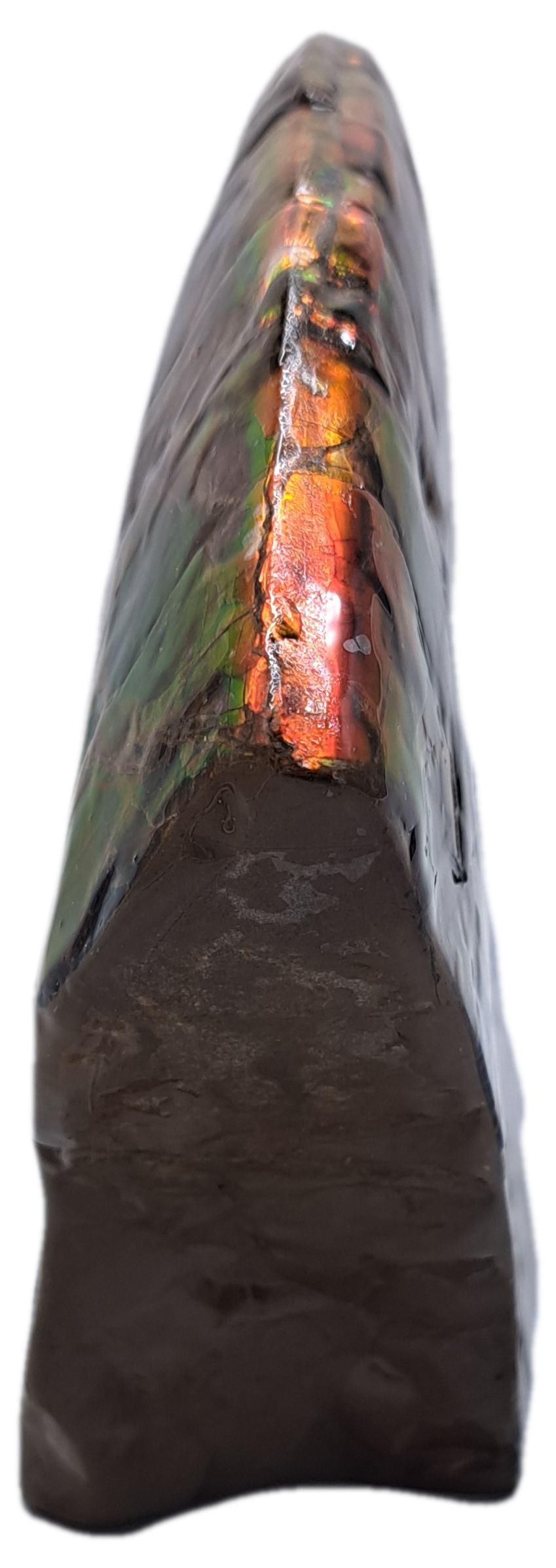 Ammolite side view1.png