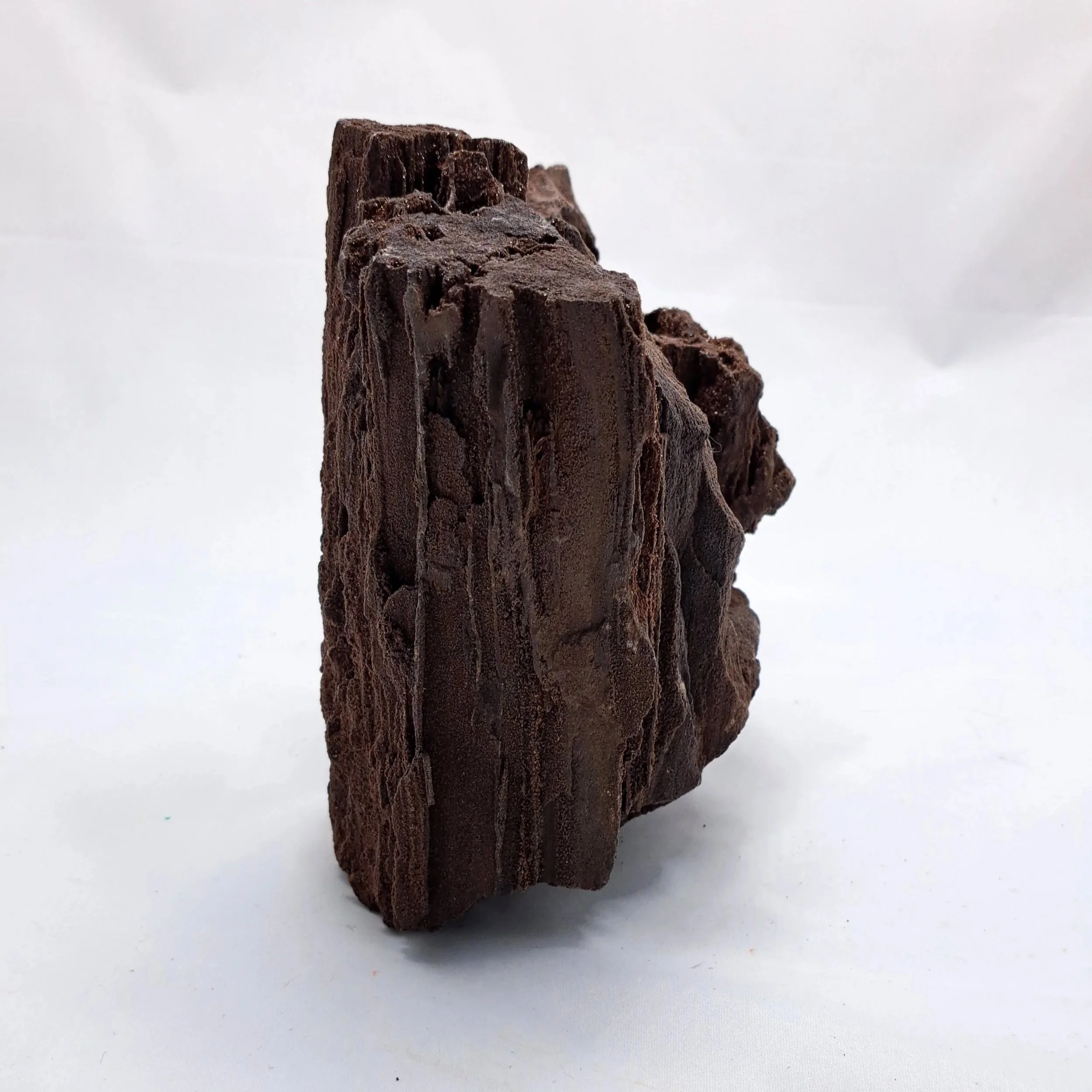 Permineralized_wood1.jpg