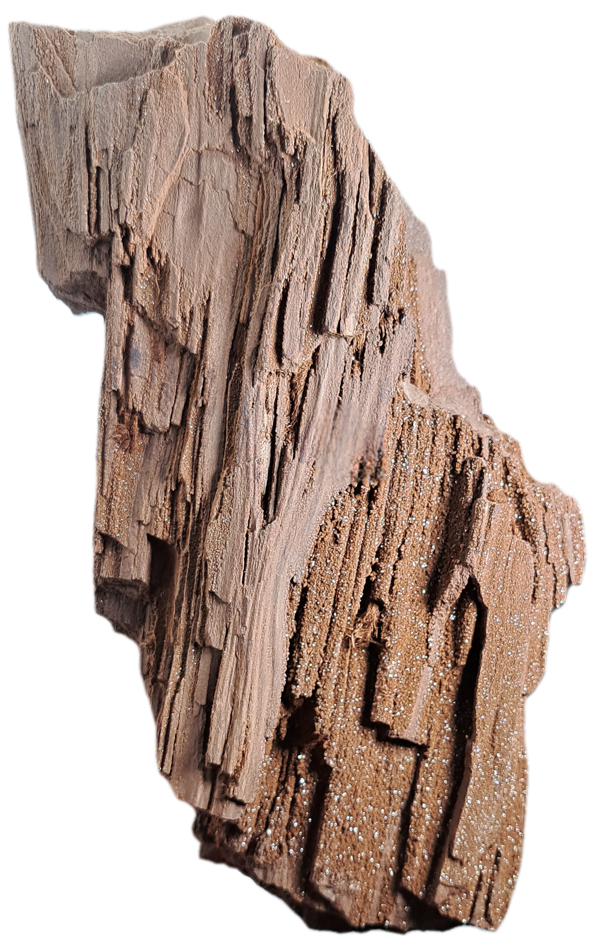 Permineralized wood rear view Rocksity shop.png