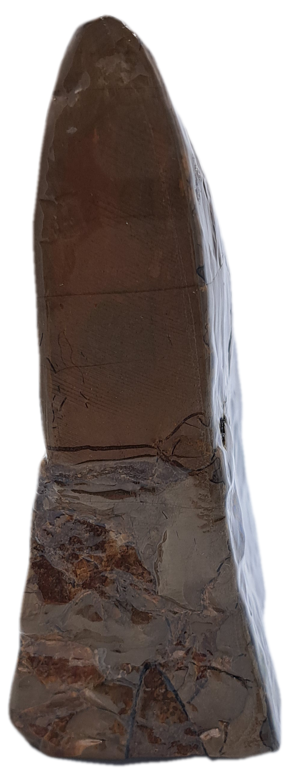 Ammolite side view2.png