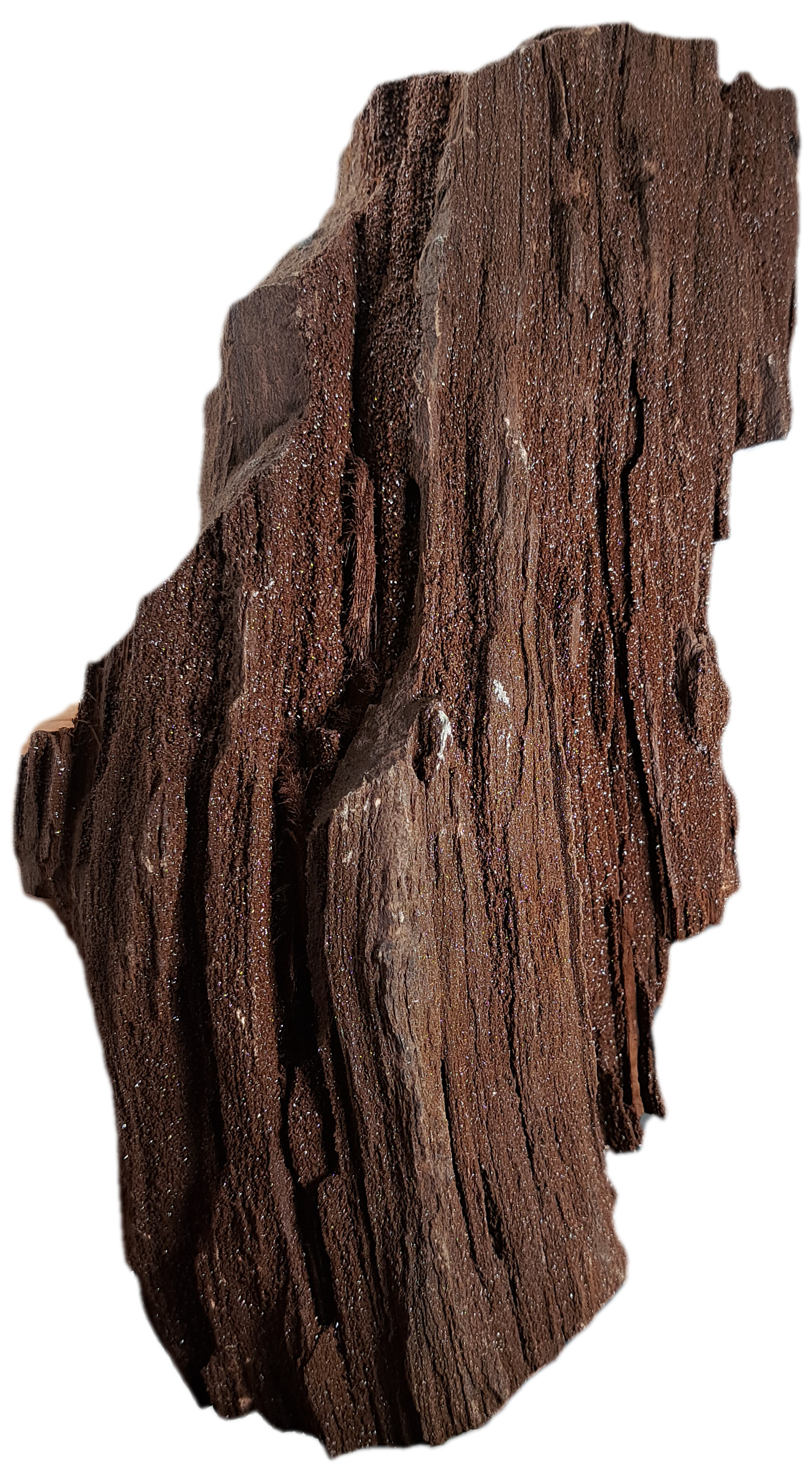 Rocksity shop permineralized wood.png