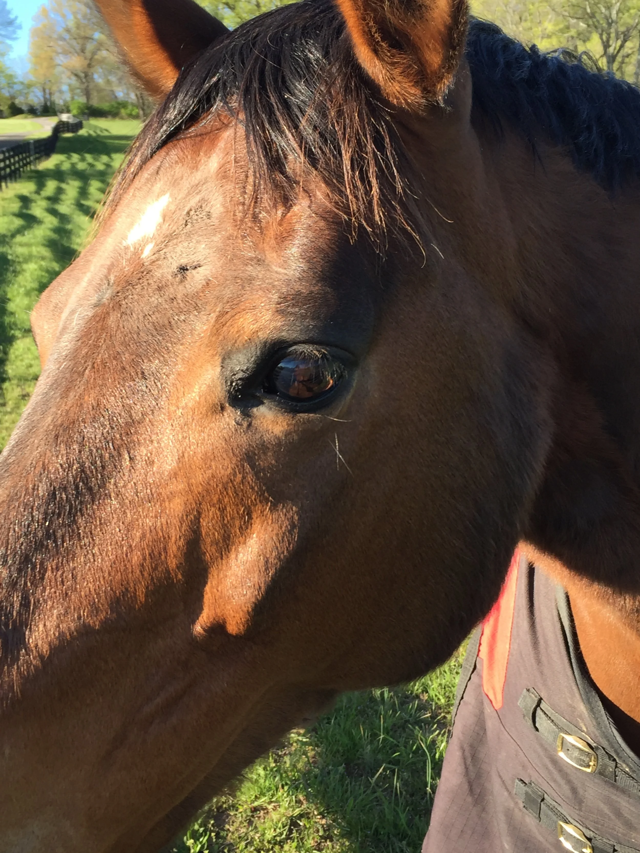 Close-up of a brown horse's face with a dark eye, standing in a grassy field on a sunny day.