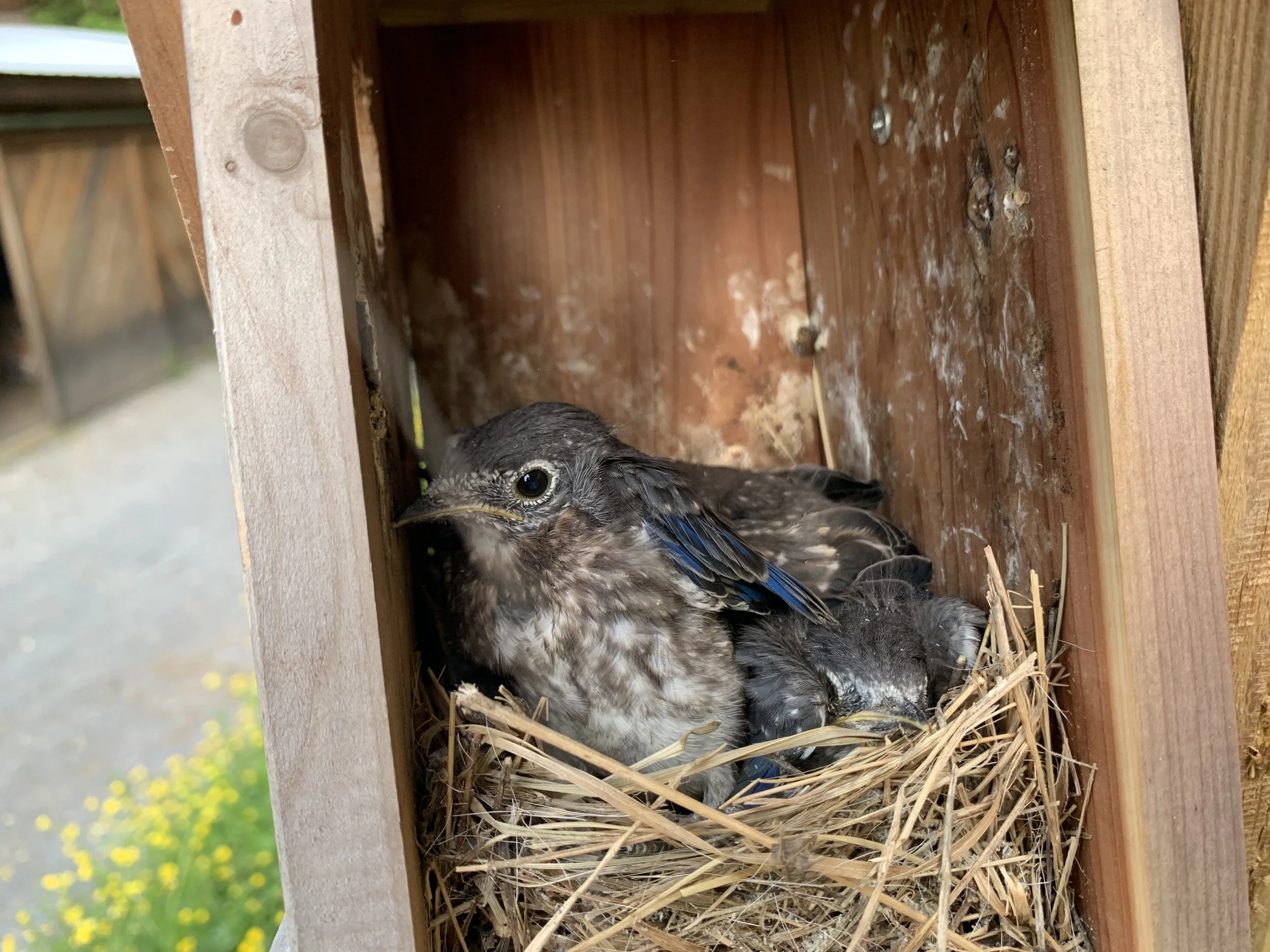 Close-up of two young birds in a nest made of straw, inside a wooden birdhouse installed outdoors.