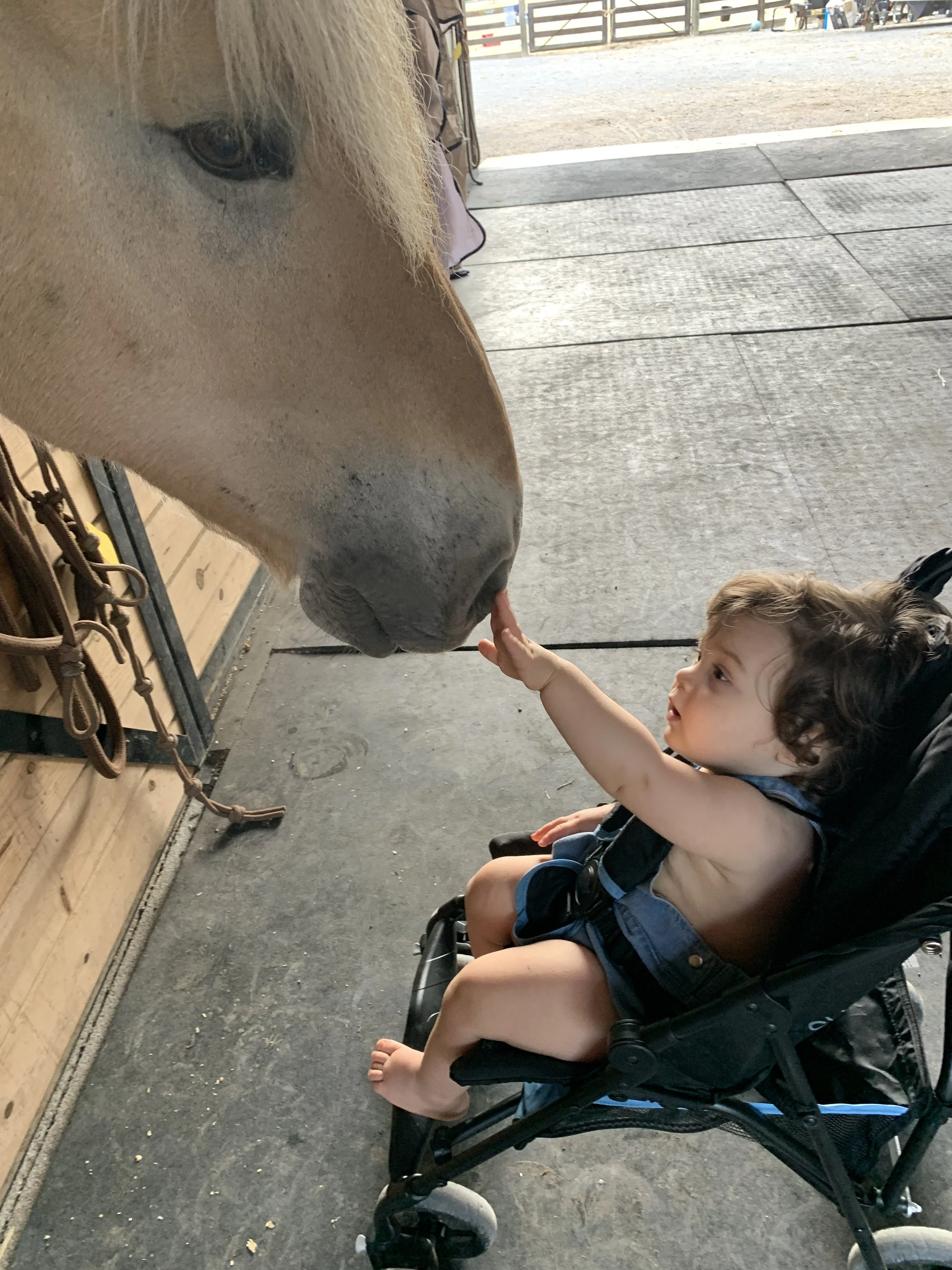 A young child in a stroller reaching out to touch the nose of a white horse in a stable or barn.