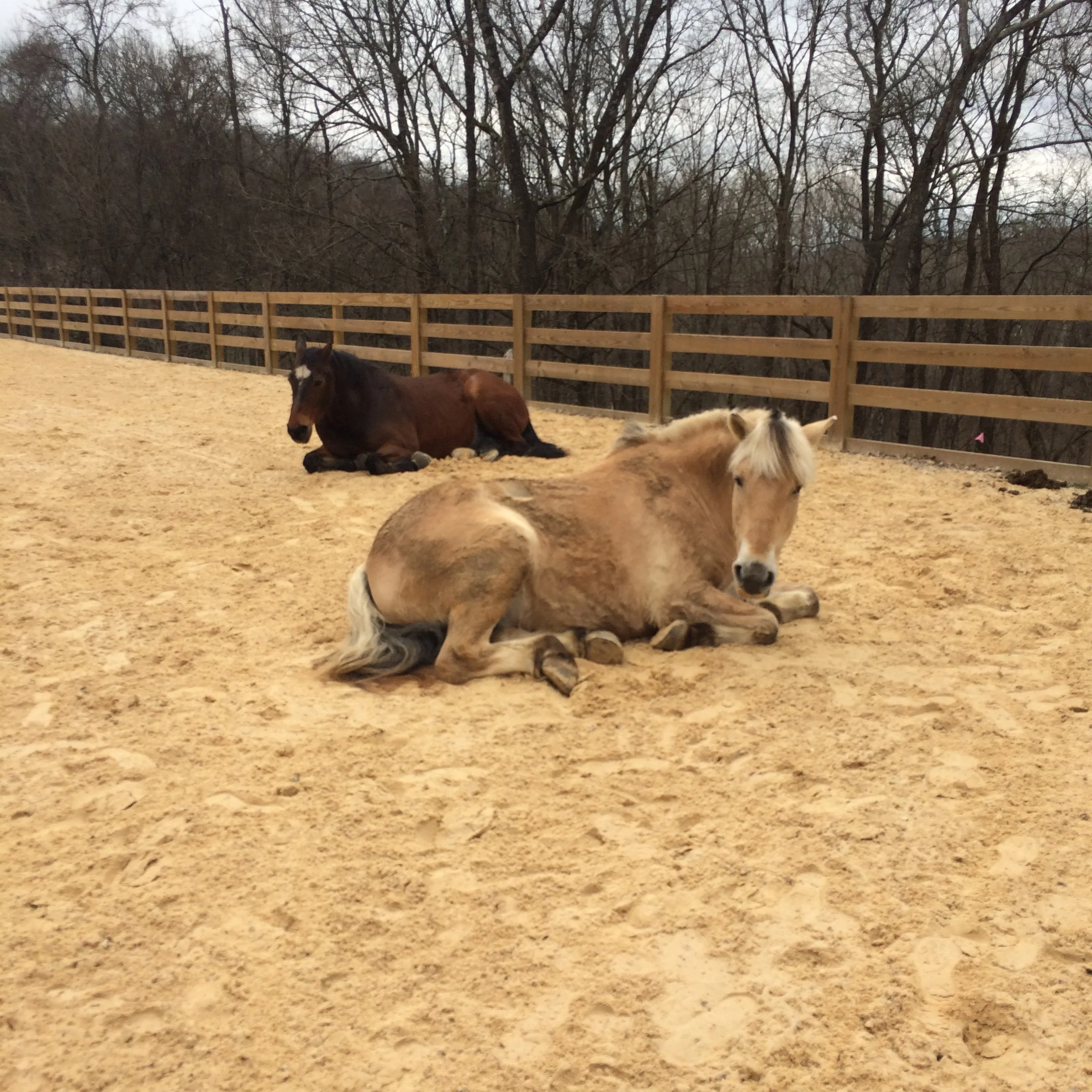 Two foals resting in a sandy paddock, with a wooden fence and leafless trees in the background.