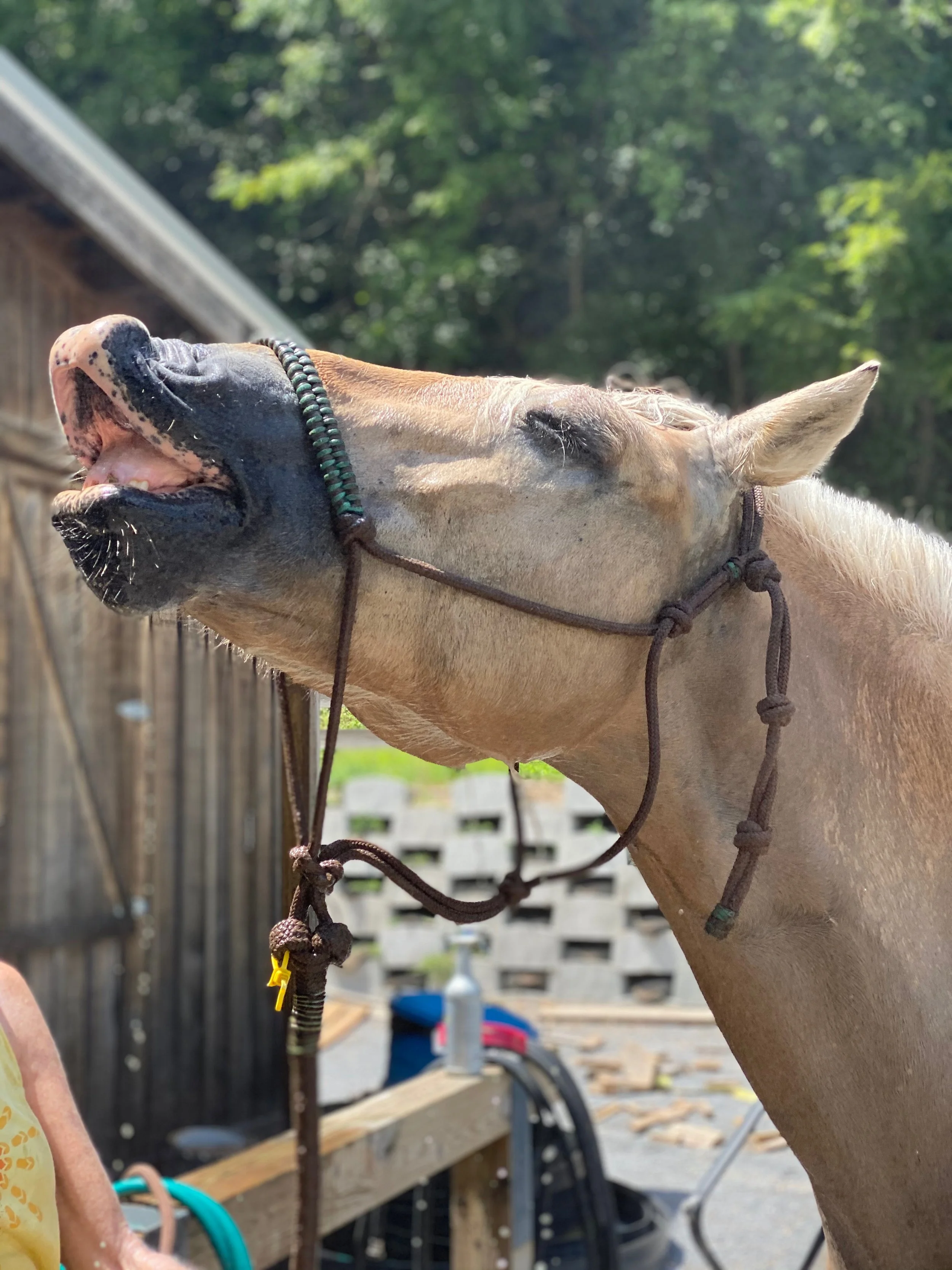 Palomino horse with a bridle, head tilted back, mouth open, outdoors near a wooden structure and trees.