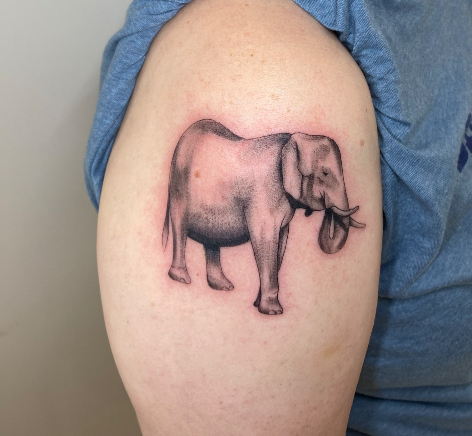 Elephant Portrait By Dr.Hudson