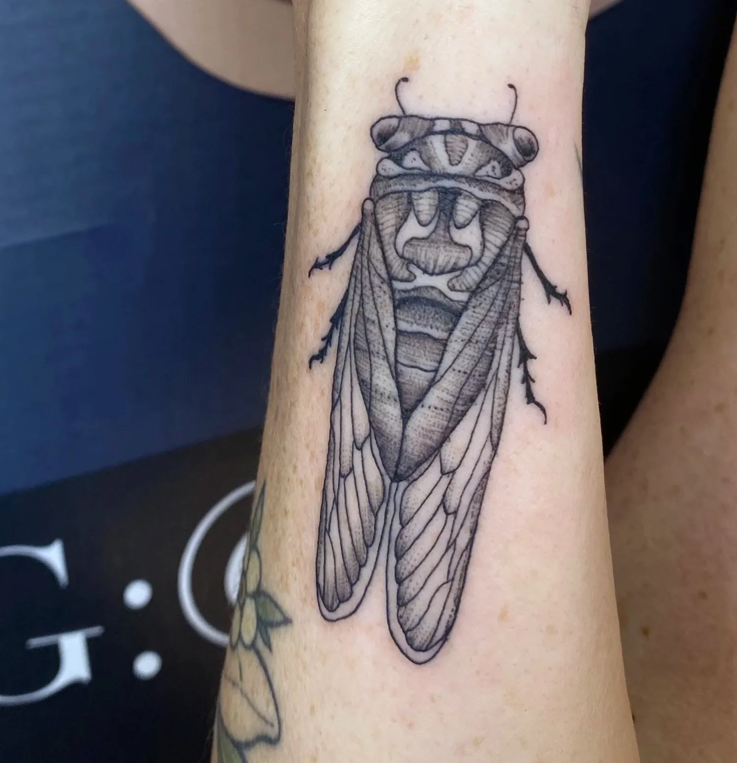  Cicada Tattoo by Dr. Hudson