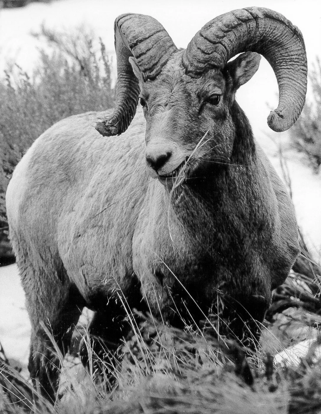 A Big Horn sheep outside of Yellowstone National Park in Wyoming.
