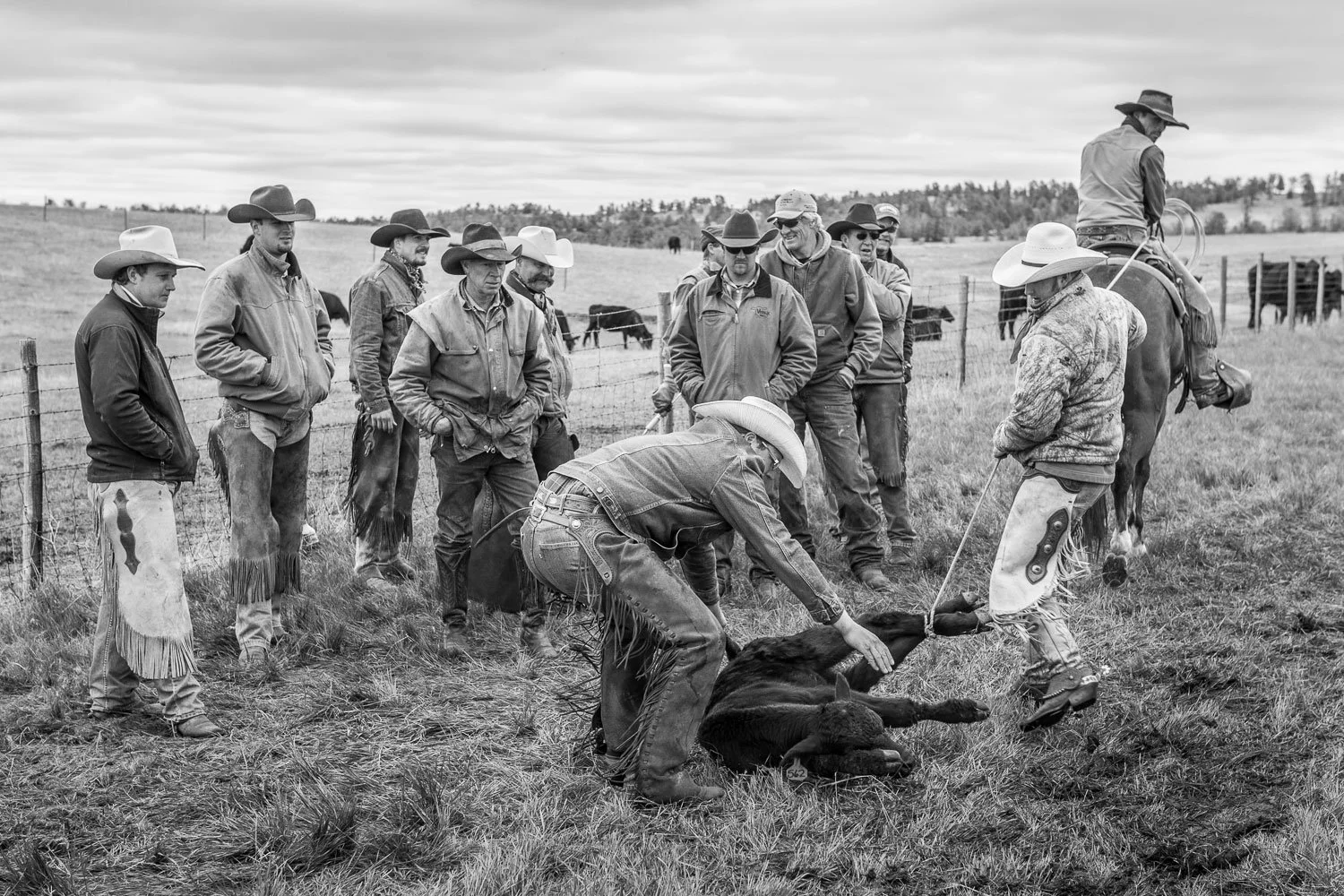 Ranchers and cowboys branding calves at the Gross Wilkinson Ranch in Pine Bluffs, Wyoming, on May 20, 2015.