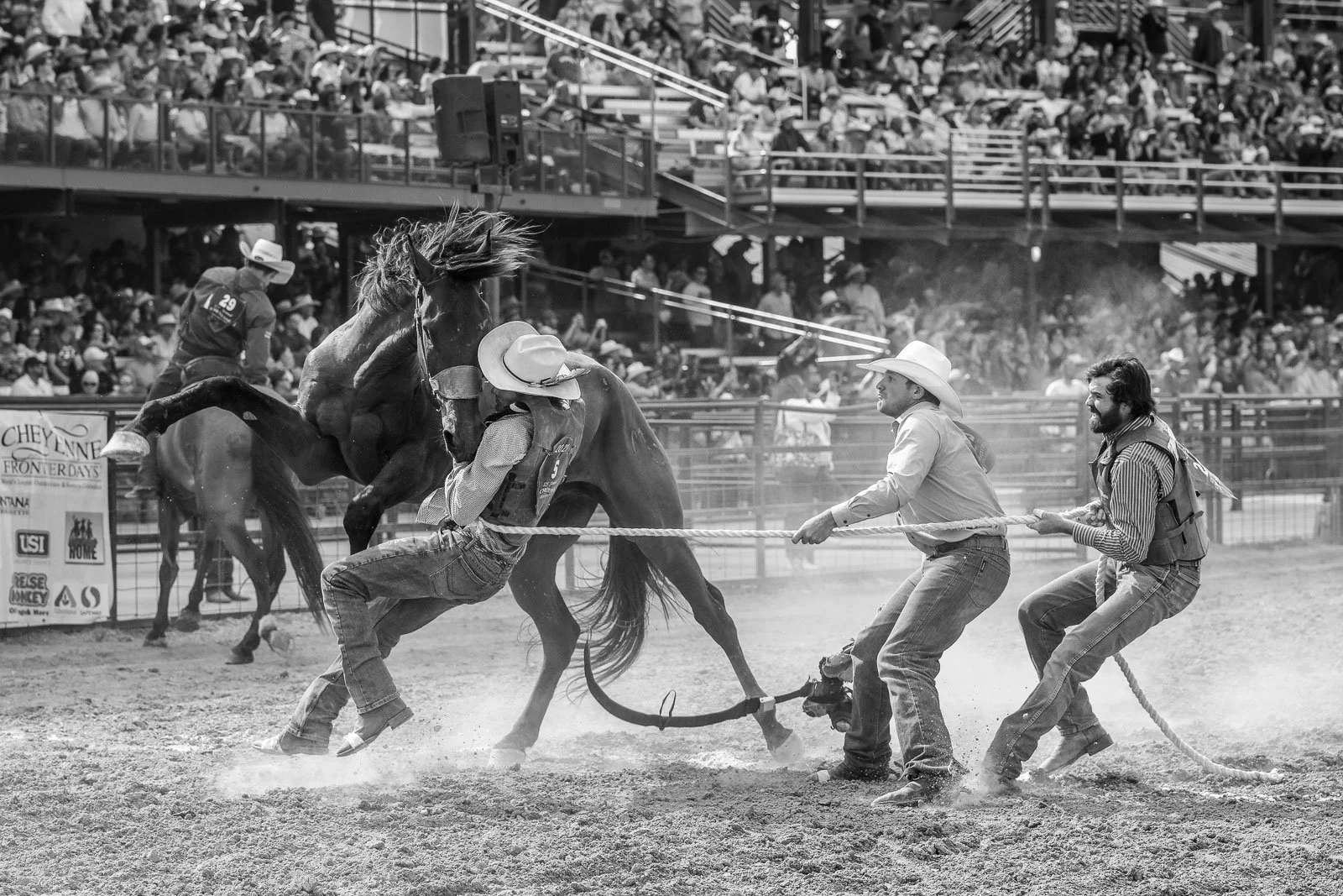 Wild horse race competitors mug their horse to saddle him during a race at Cheyenne Frontier Days.