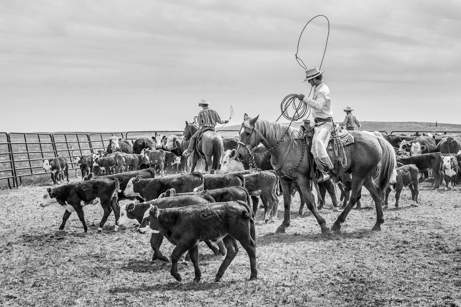 Ranch cowboys rope calves to be branded at a ranch in Wyoming.