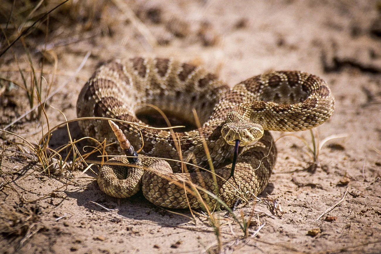 A rattlesnake near Rawlins, Wyoming.