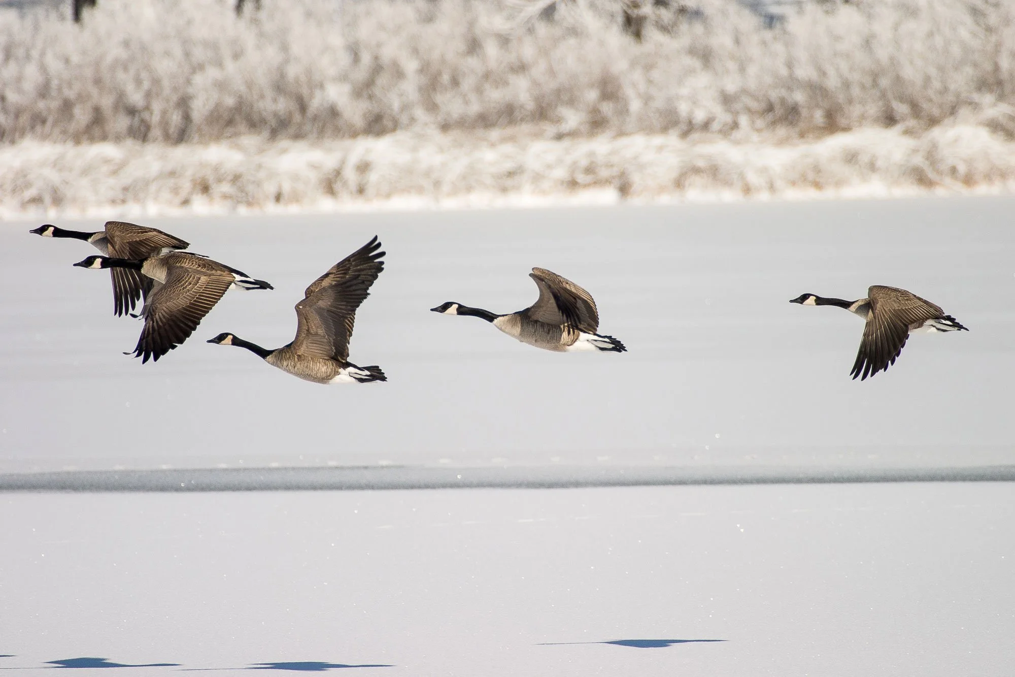 Geese fly over a frozen, snow-covered lake in Cheyenne, Wyoming.
