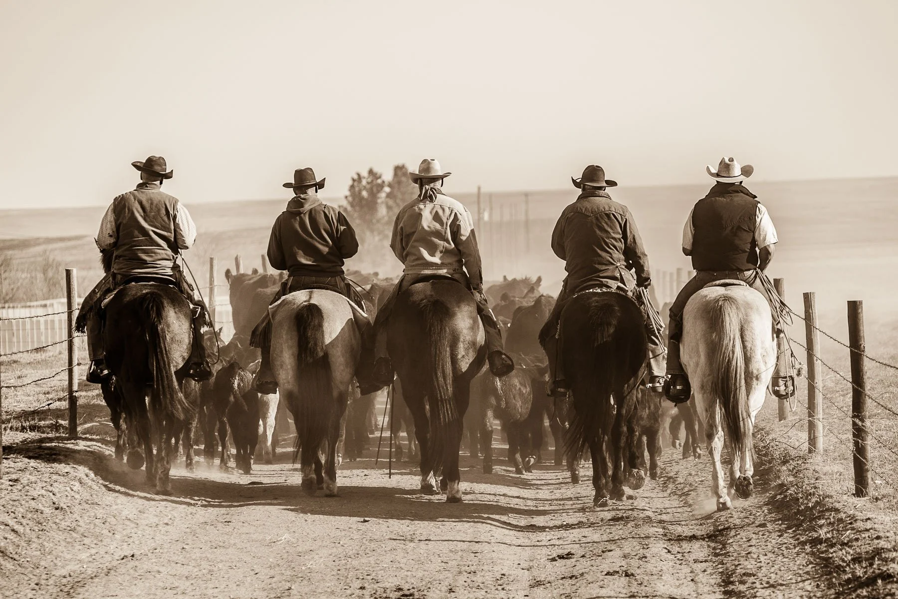 Cowboys ride horses trailing cattle down an alleyway at a ranch near Pine Bluffs, Wyoming.