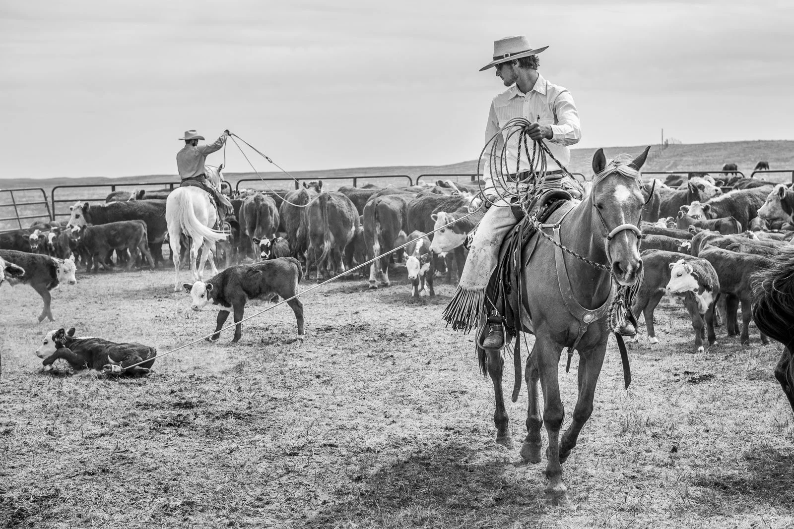 A cowboy drags a calf to be branded at a ranch.
