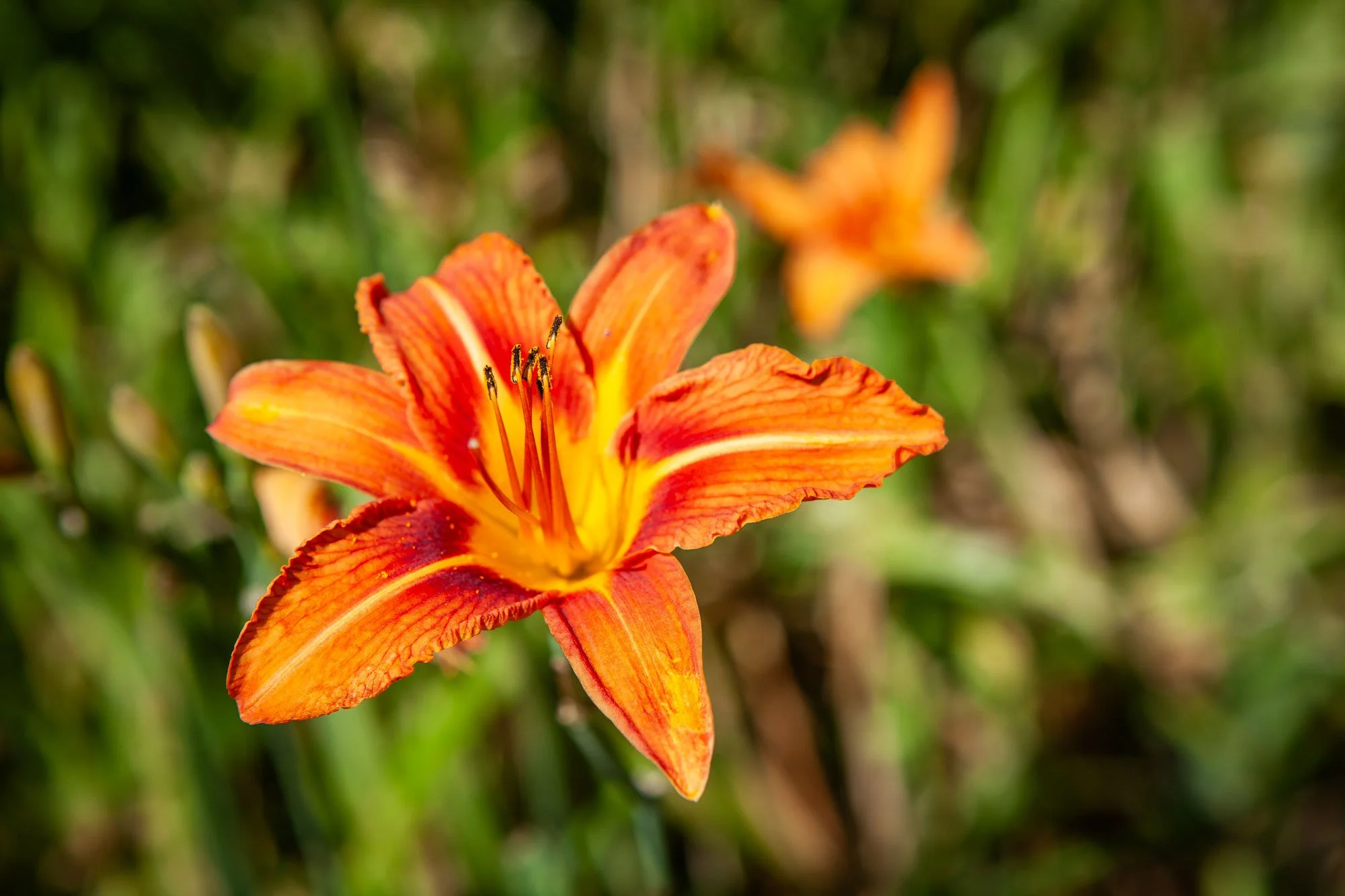 A lily flower bloomed on a summer day.