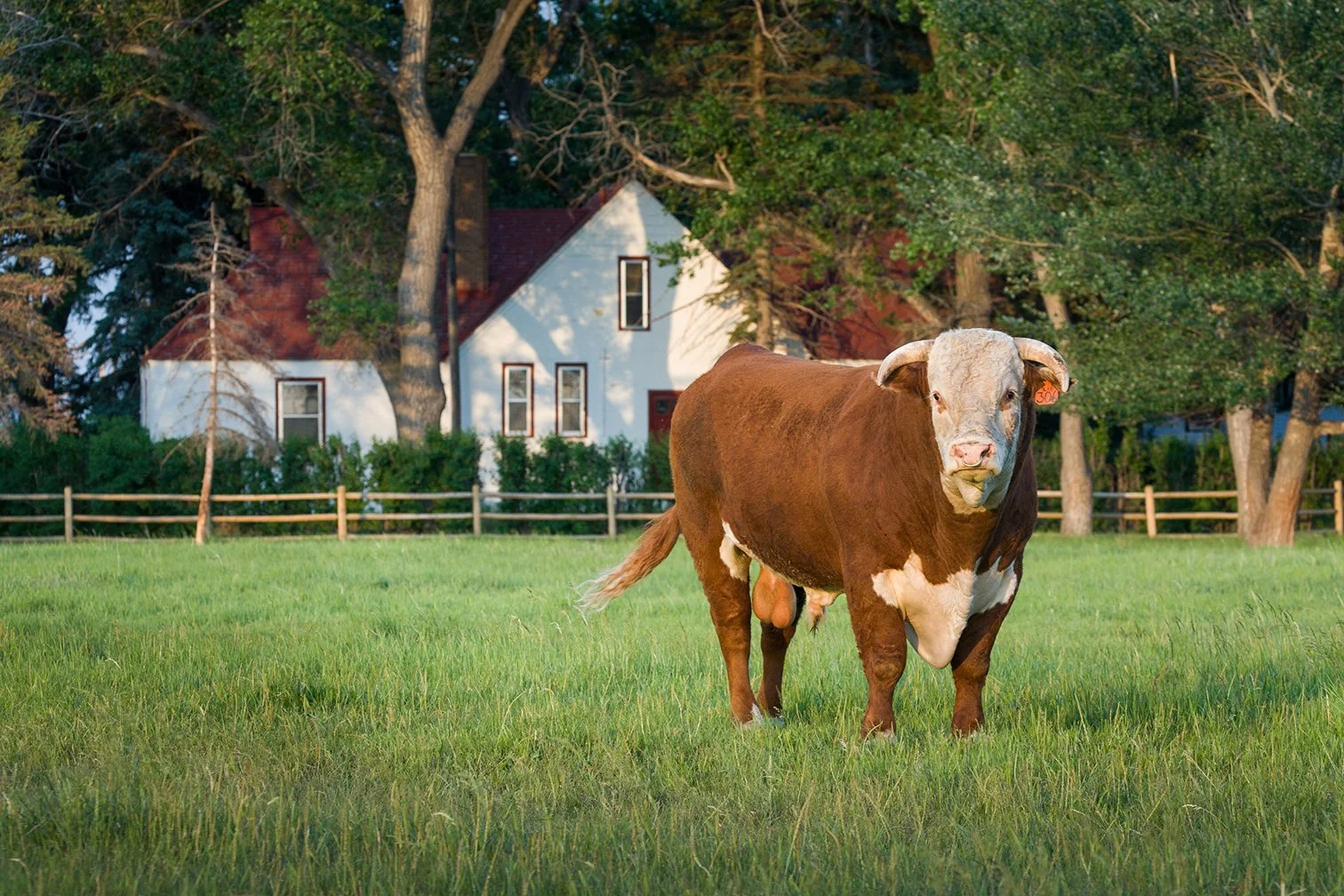 WHR_Cattle_8845.jpg