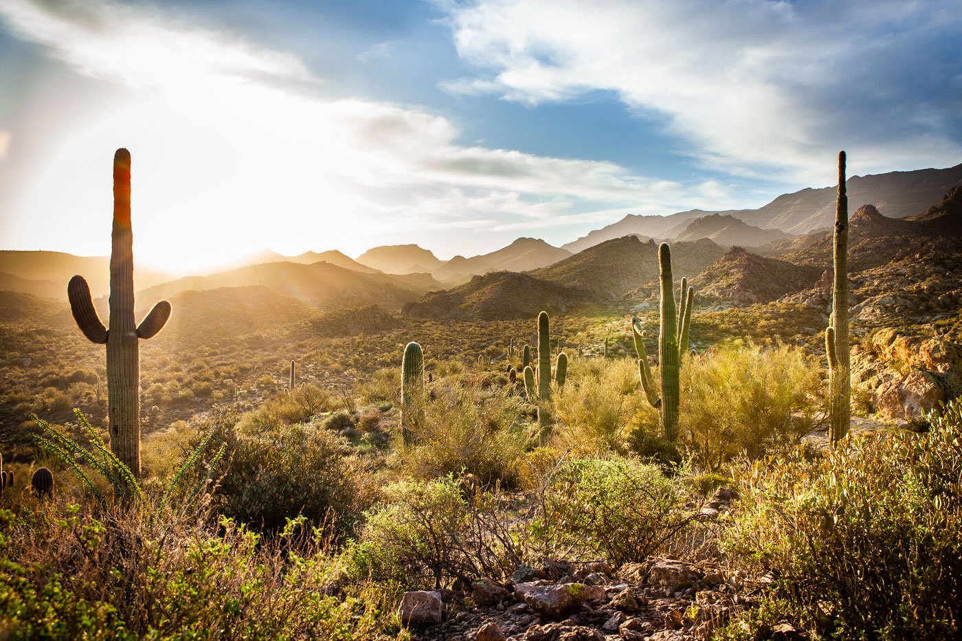 Cactus in the Arizona desert at Apache Junction near Phoenix, Arizona.