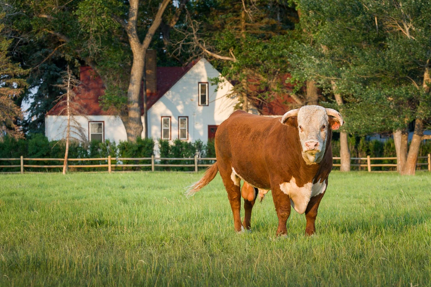 Hereford bull at the Wyoming Hereford Ranch in Cheyenne, Wyoming.