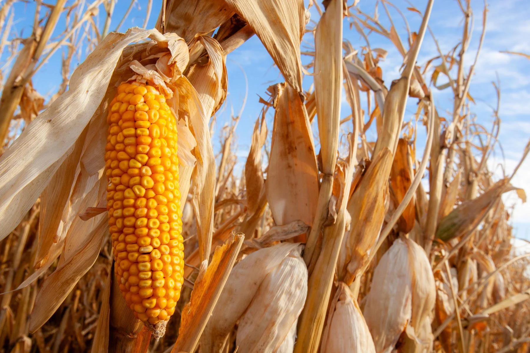 Field corn is ready to harvest in the field with blue sky.