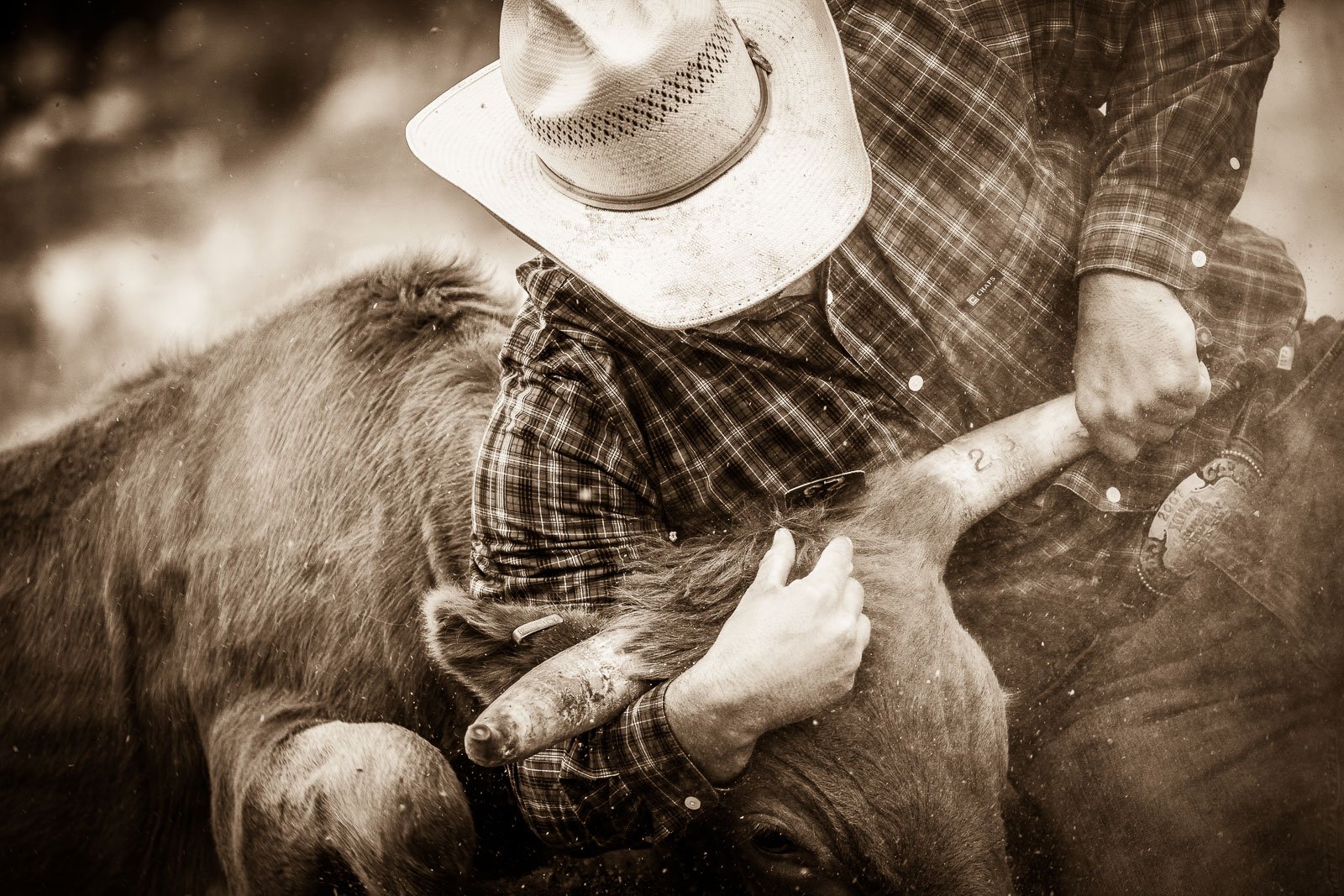 Rodeo photography, steer wrestler dogs his steer, close-up, detail, sepia tone image from Cheyenne Frontier Days.