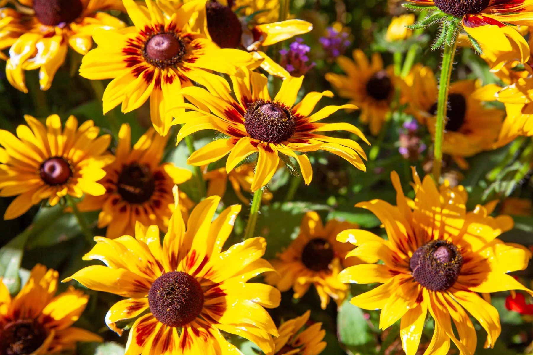 Flowers at the Botanic Gardens in Cheyenne, Wyoming.