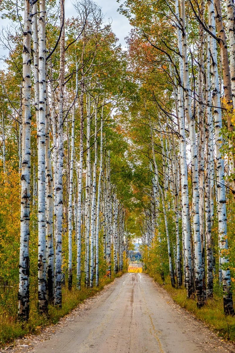 Aspen Alley in Southern Wyoming, south of Rawlins, WY.