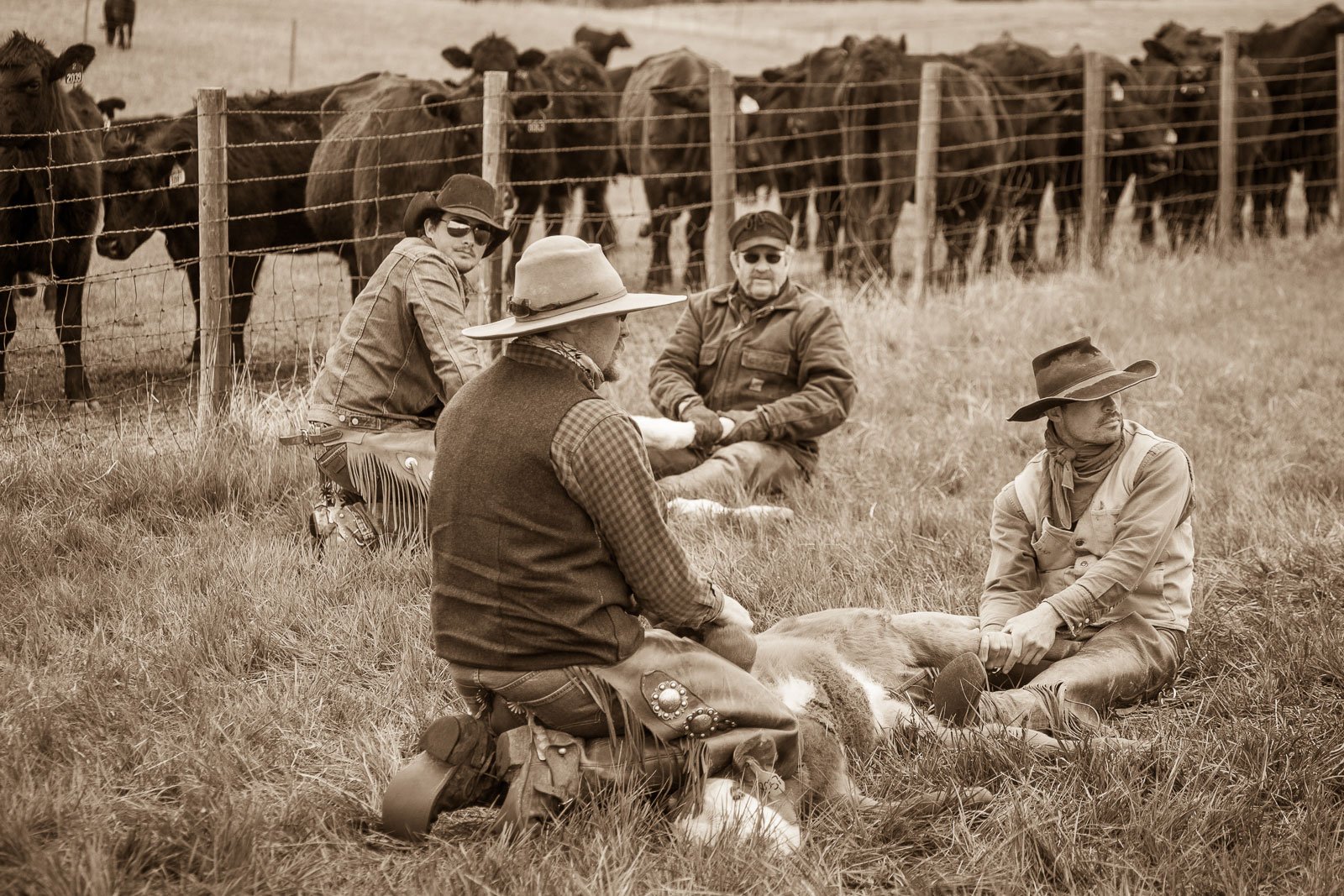 Cowboys wrestle hold calves to be branded at a ranch in Pine Bluffs, Wyoming. Branding time, sepia-toned.