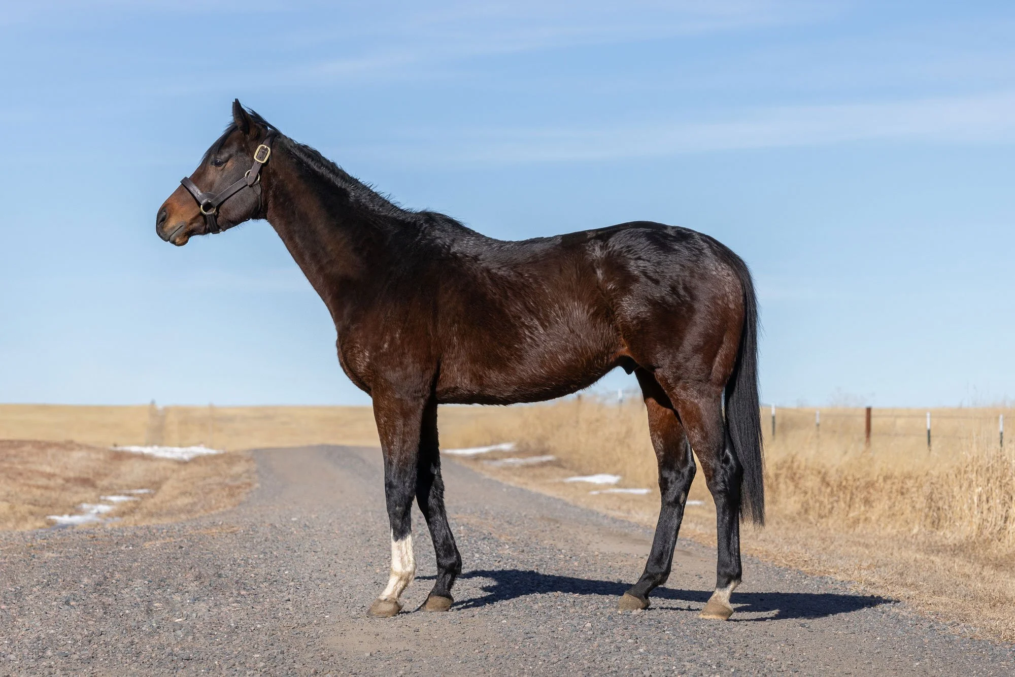 Equine photography, including profile photographs for breeding. The photo includes the horse Dennis’ Moment in Cheyenne, Wyoming.