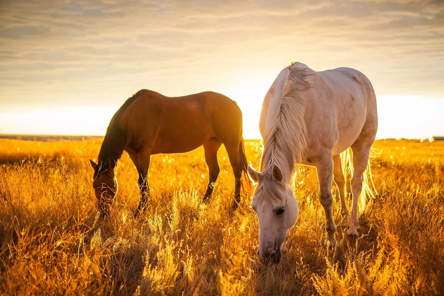 20150917_horses_4780.jpg