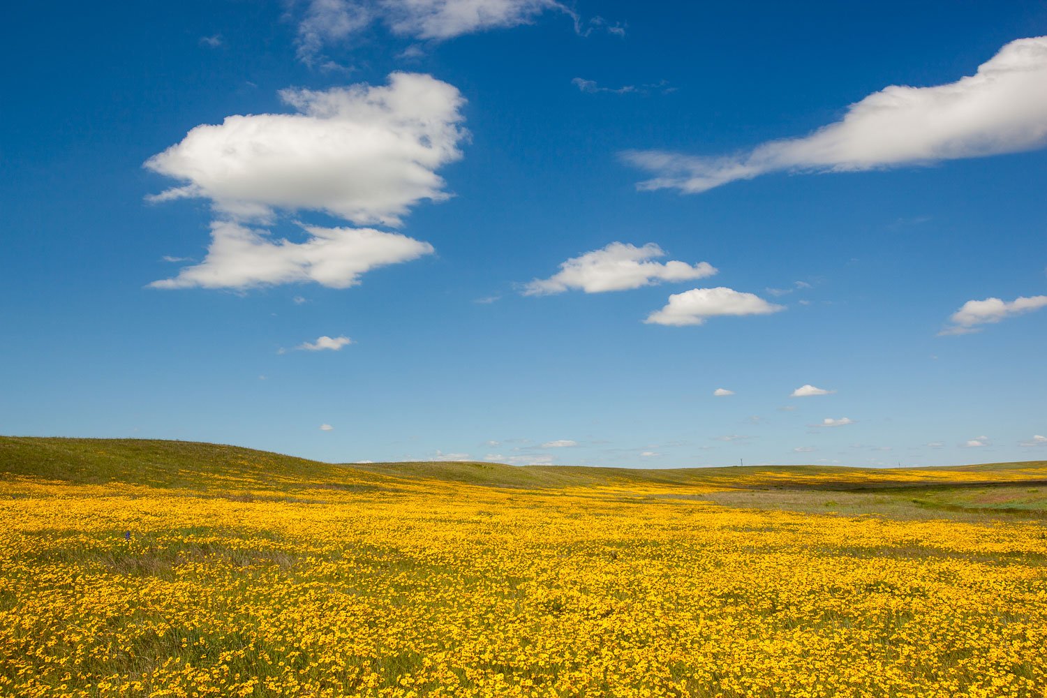 Wild flowers bloomed in the spring on the high plains of southeastern Wyoming.