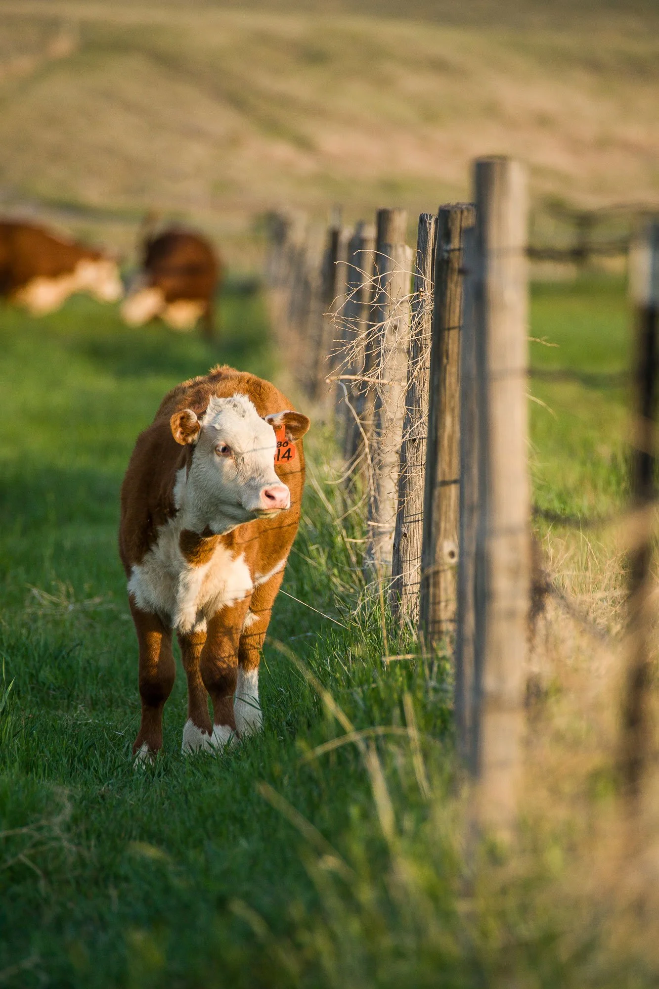 Hereford calf at fence line on an early sunny morning at the Wyoming Hereford Ranch in Cheyenne, Wyoming.