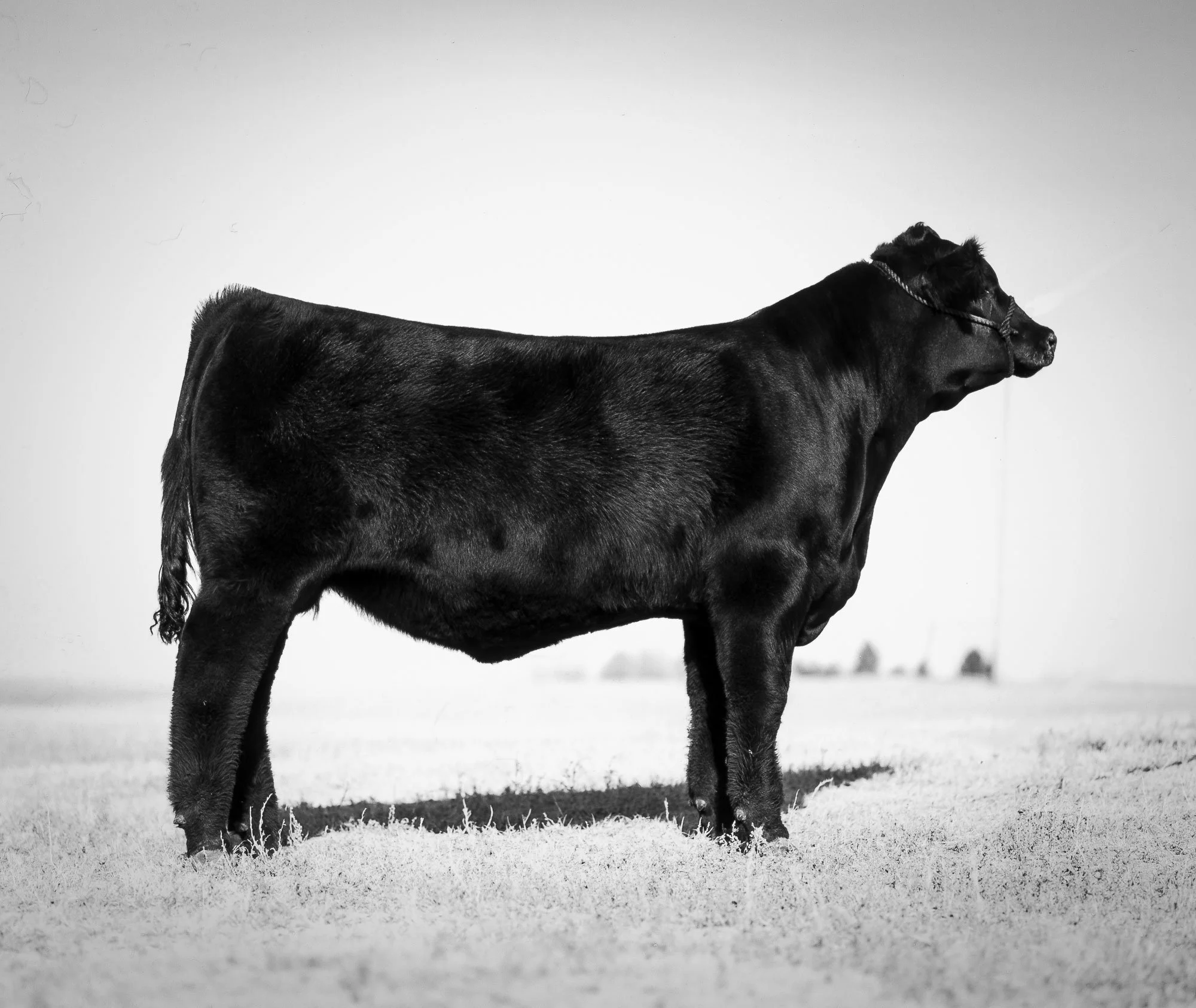 Cattle photography for marketing and sale catalog.