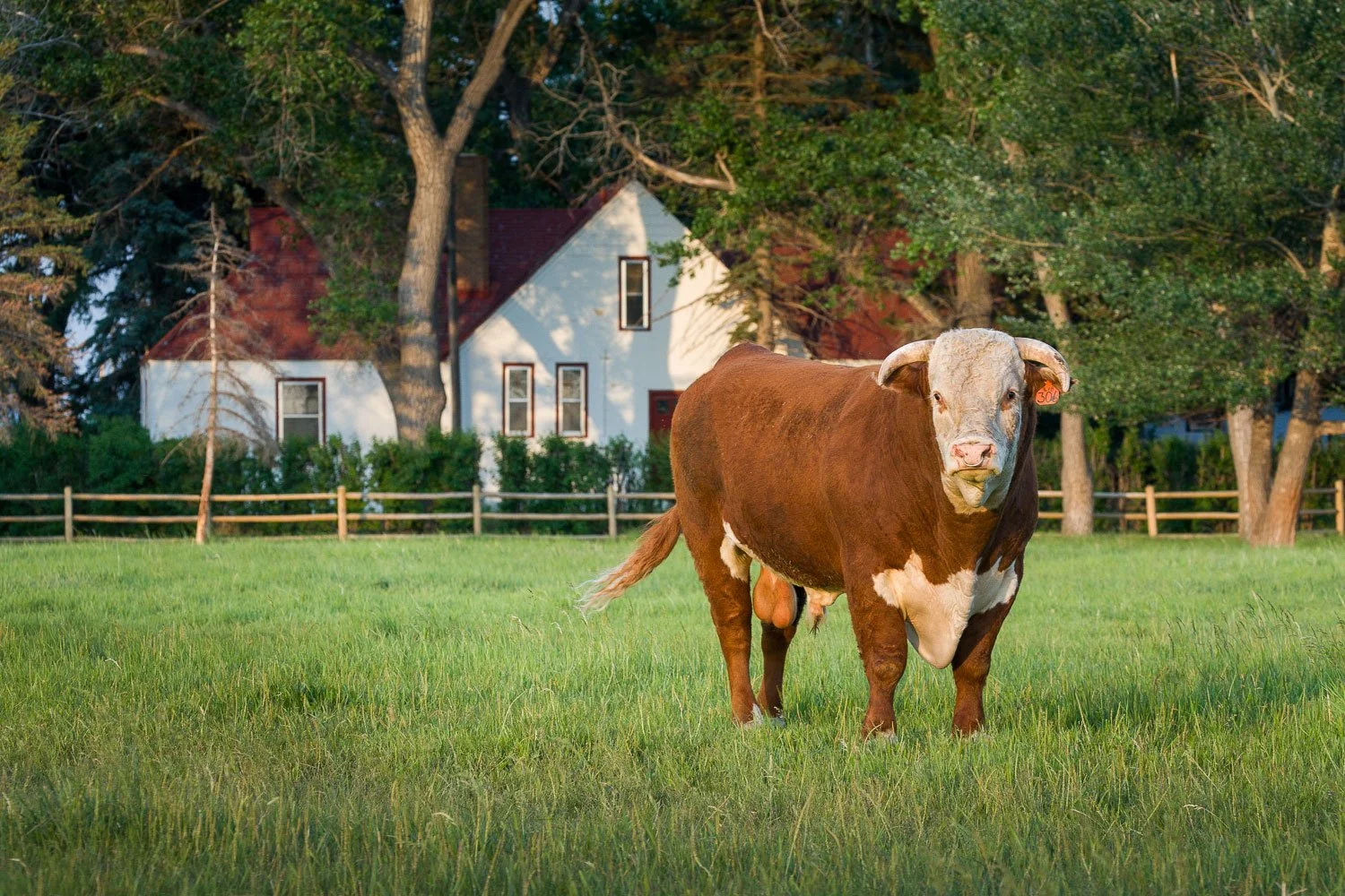 Livestock photography for sale catalogs, website, print, and marketing use including a Hereford Bull at Wyoming Hereford Ranch in Cheyenne, Wyoming.