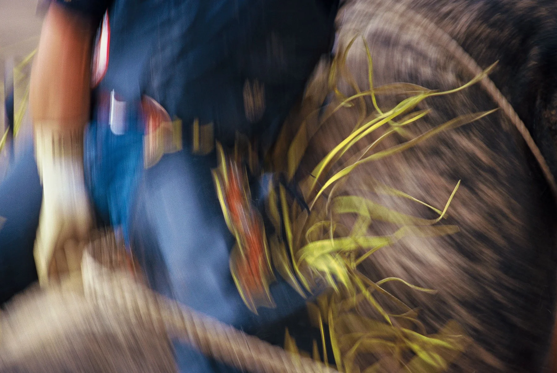 Close-up detail bull rider at Cheyenne Frontier Days Rodeo.