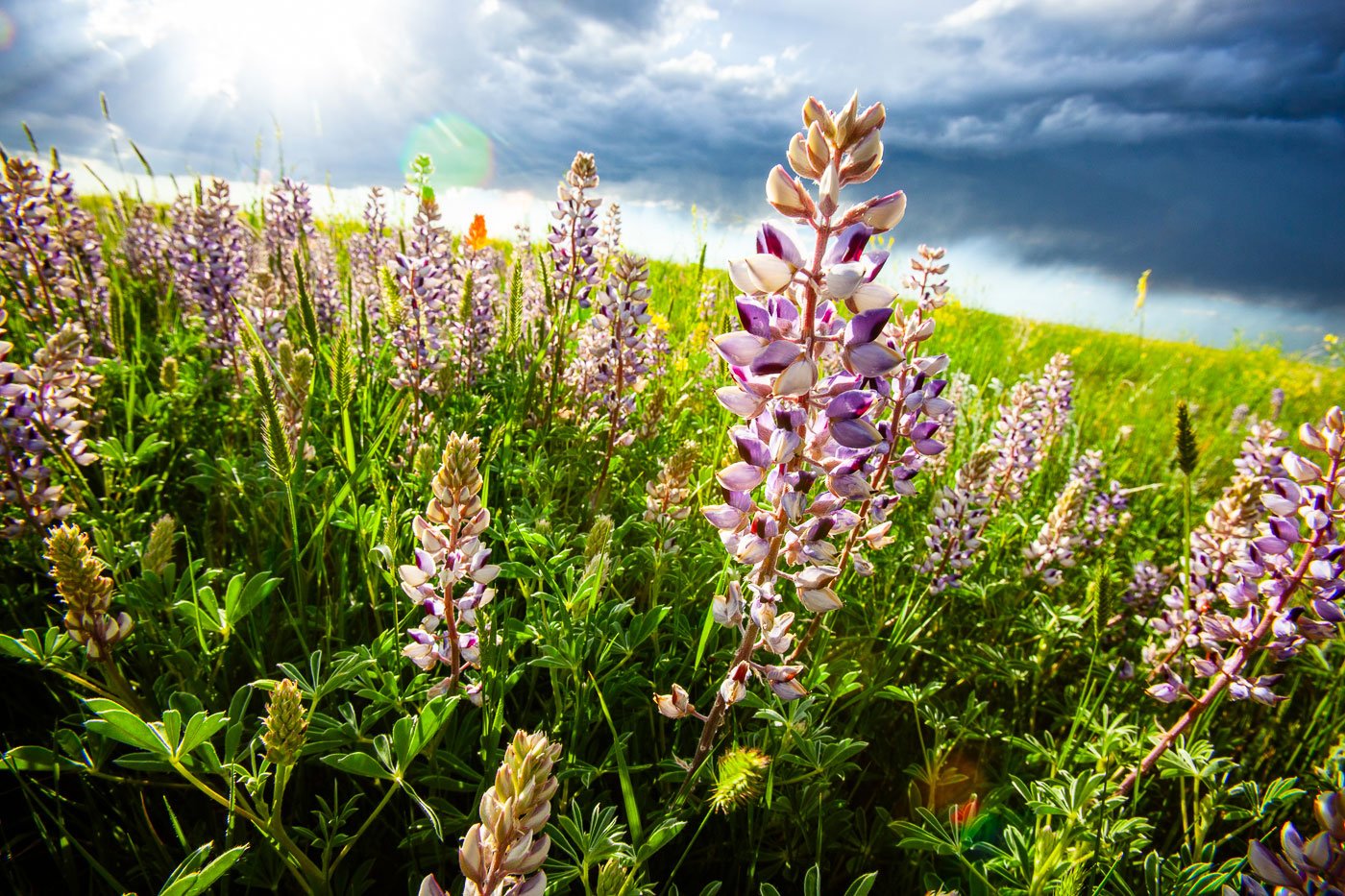 Wildflowers on the high plains of southeastern Wyoming.