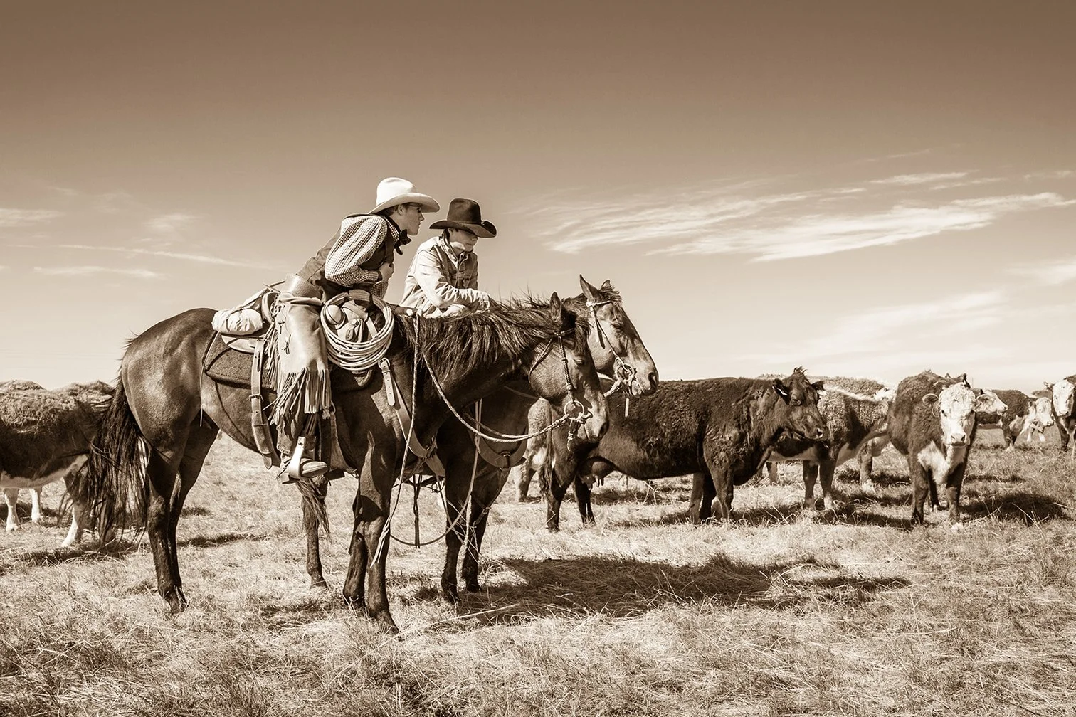Cowboy photography, including cowboys on horseback, discussing the cattle they are watching in Central Wyoming.