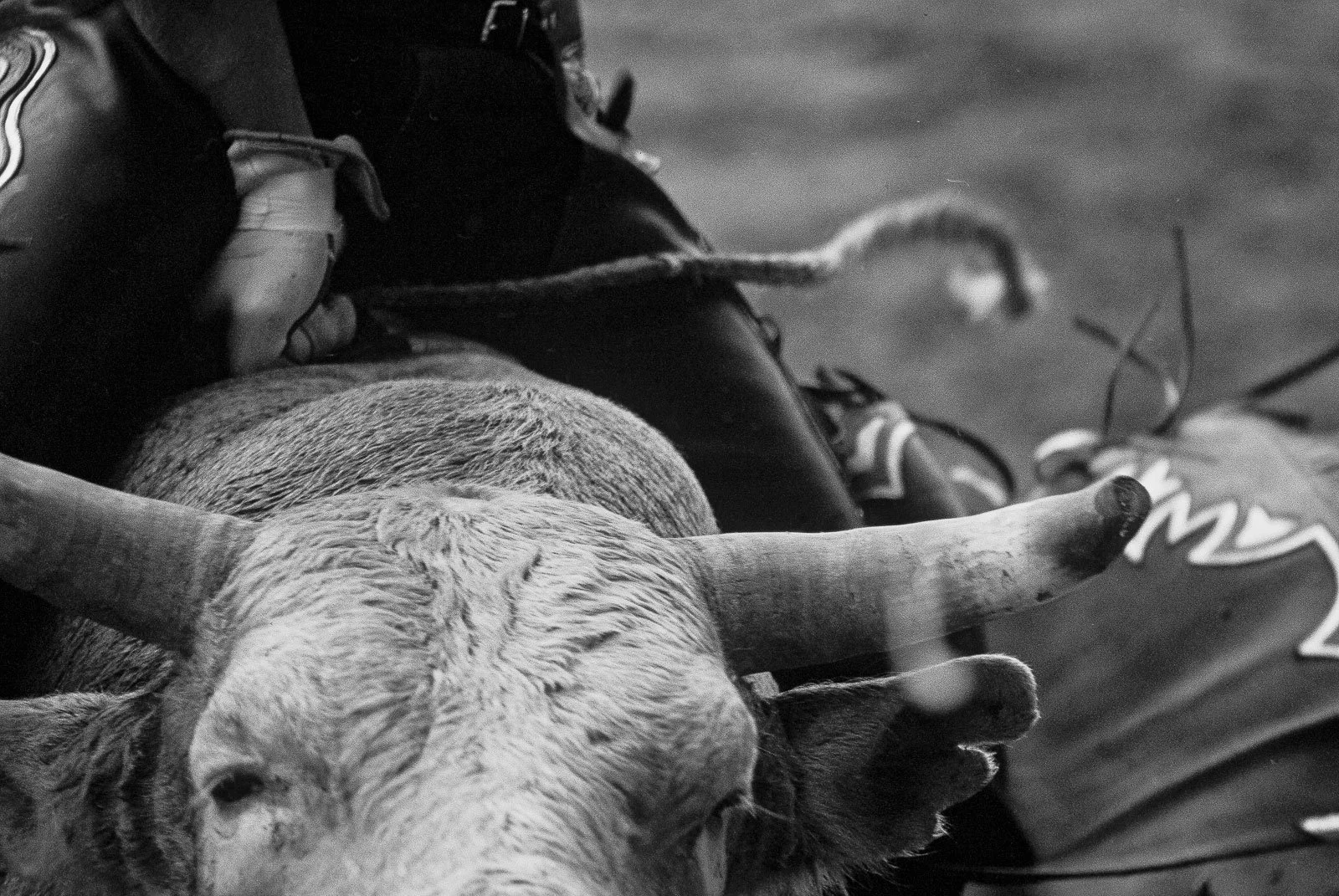 Bull rider's hand in bull rope close-up at the Cheyenne Frontier Days Rodeo.