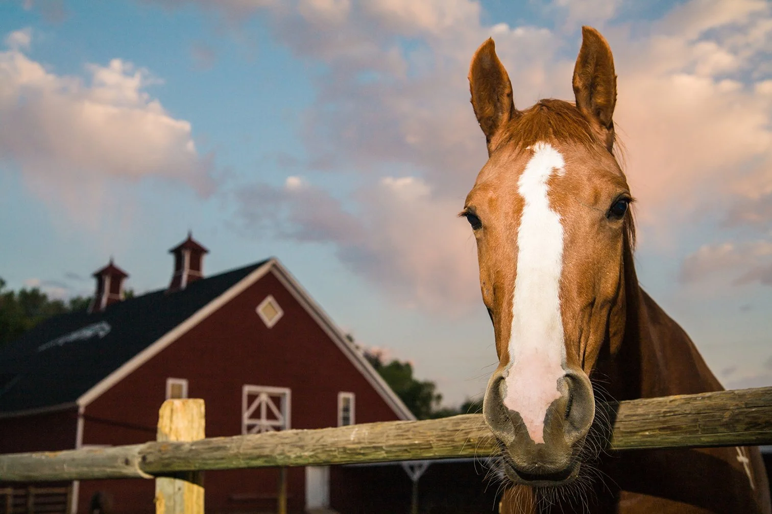 WHR_Horse_Brn_8620.jpg