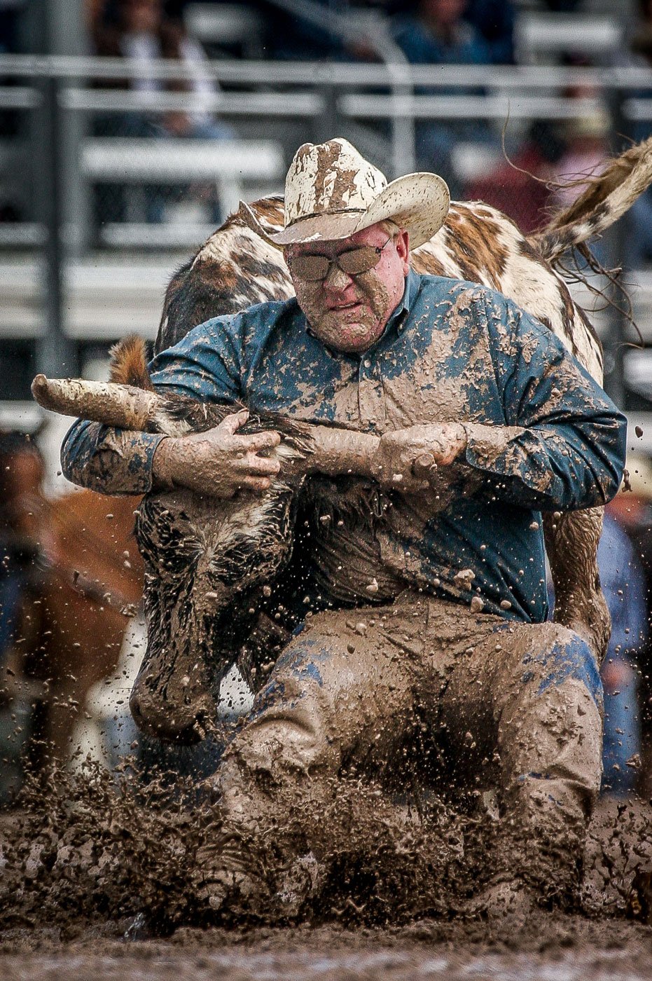 A steer wrestler wrestles his steer in the mud at Cheyenne Frontier Days.