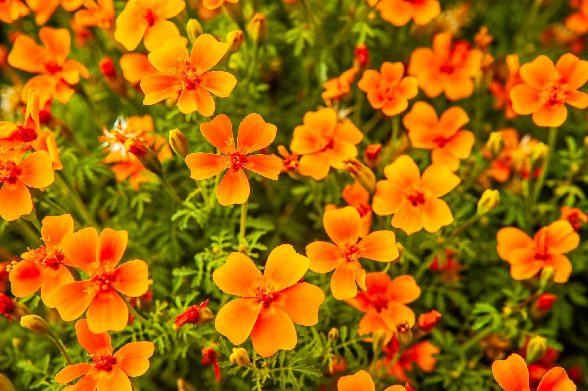 Flowers blooming at the Botanic Gardens in Cheyenne, Wyoming.